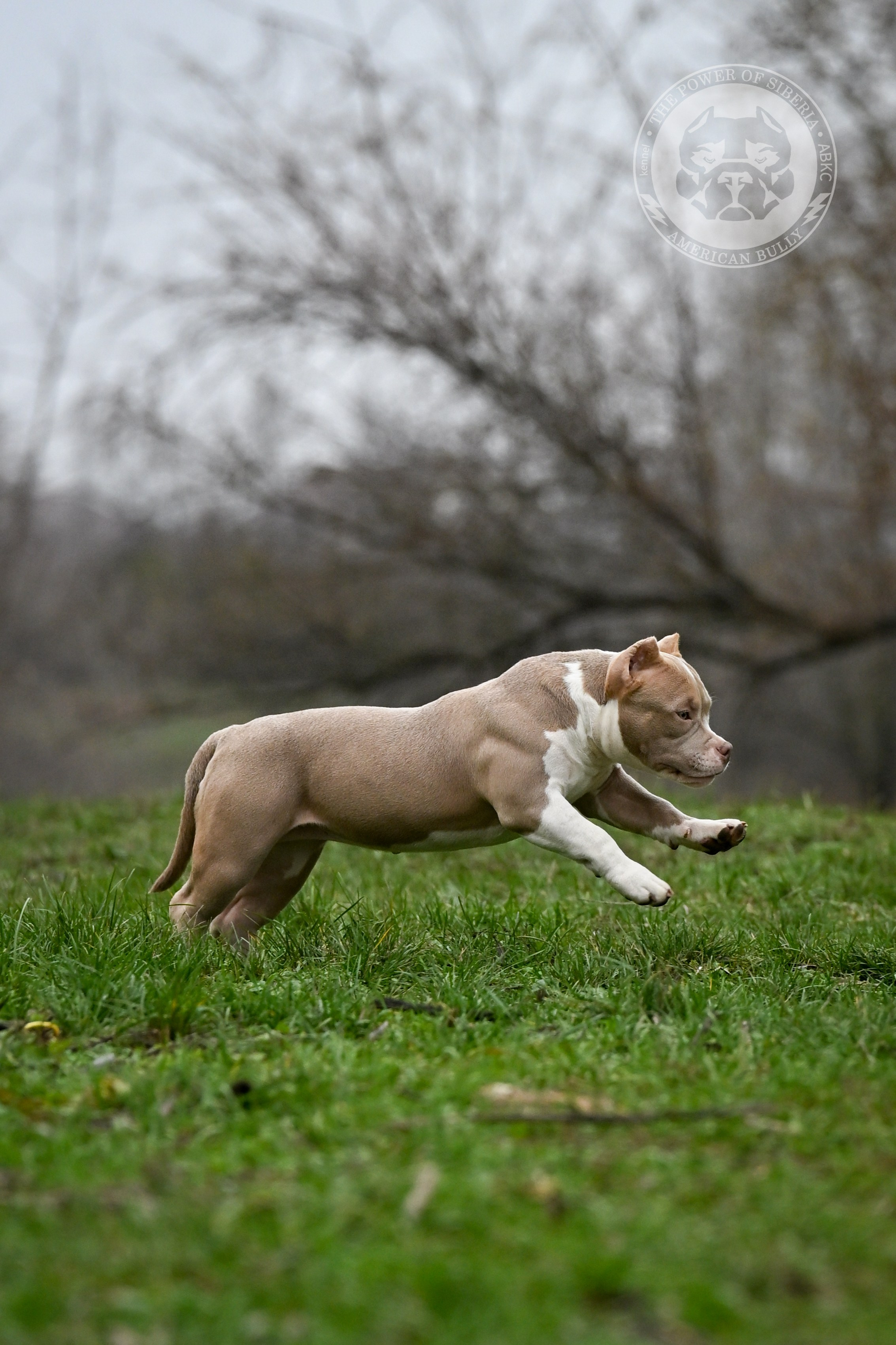 NIRVANA KENNEL LEONA — TPOS. Американский Булли в г. Ростов-на-Дону. Питомник THE POWER OF SIBERIA