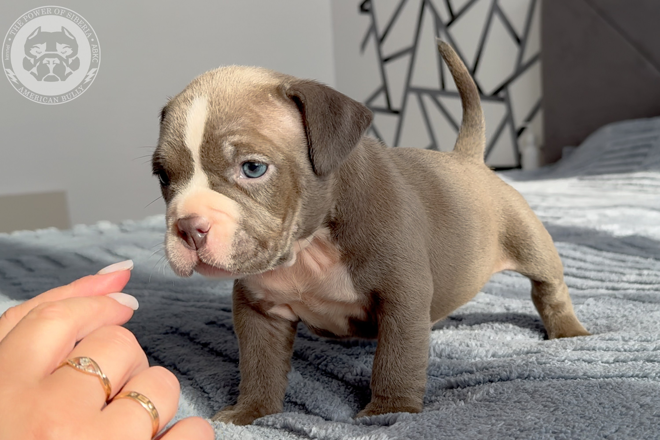 Свободные щенки Американский Булли стандарт и Свободные щенки Американский Булли классик. Американский Булли в г. Ростов-на-Дону. Питомник THE POWER OF SIBERIA