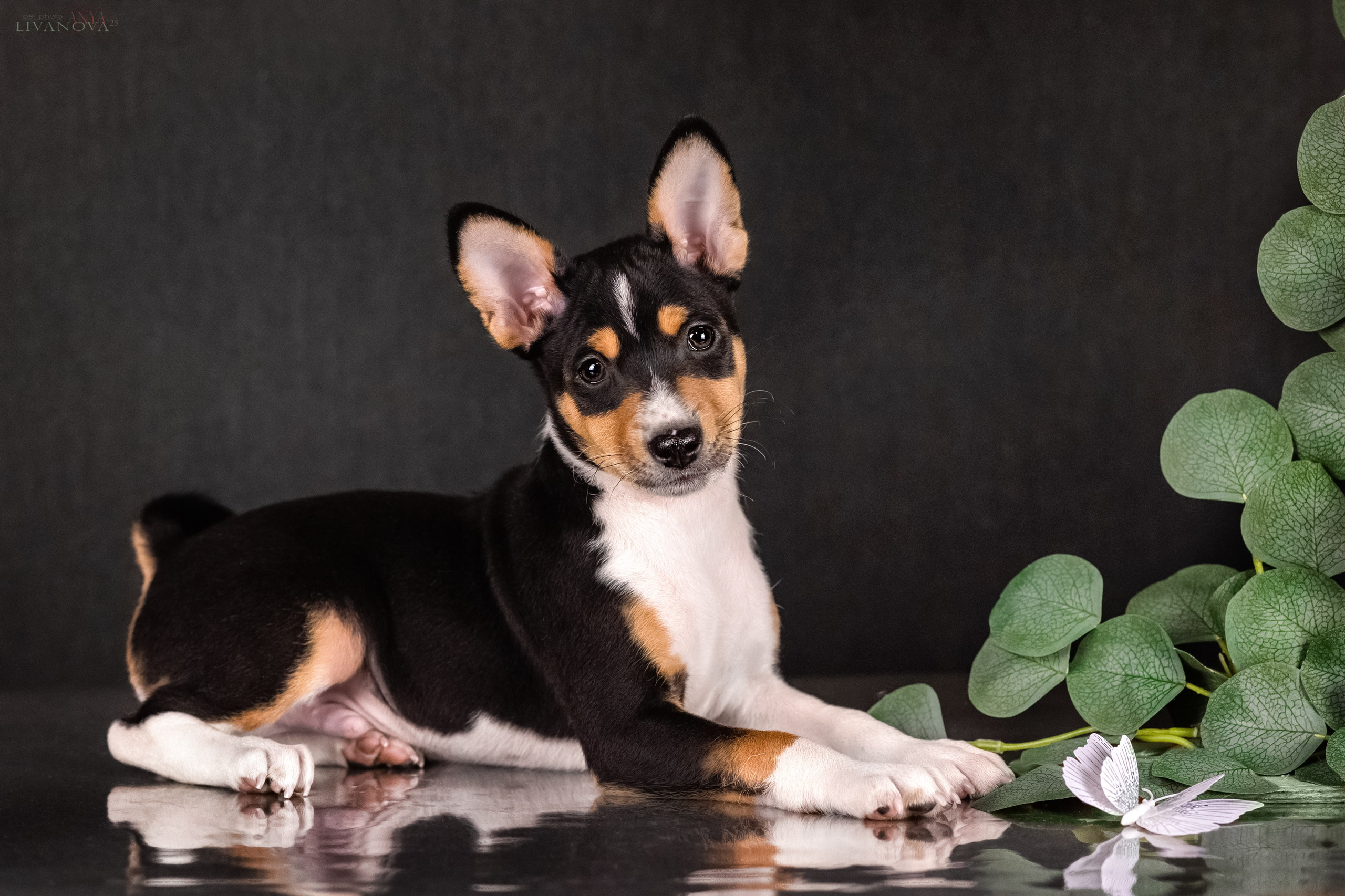 Басенджи. Фотограф анималист Аня Ливанова | Рыбинск