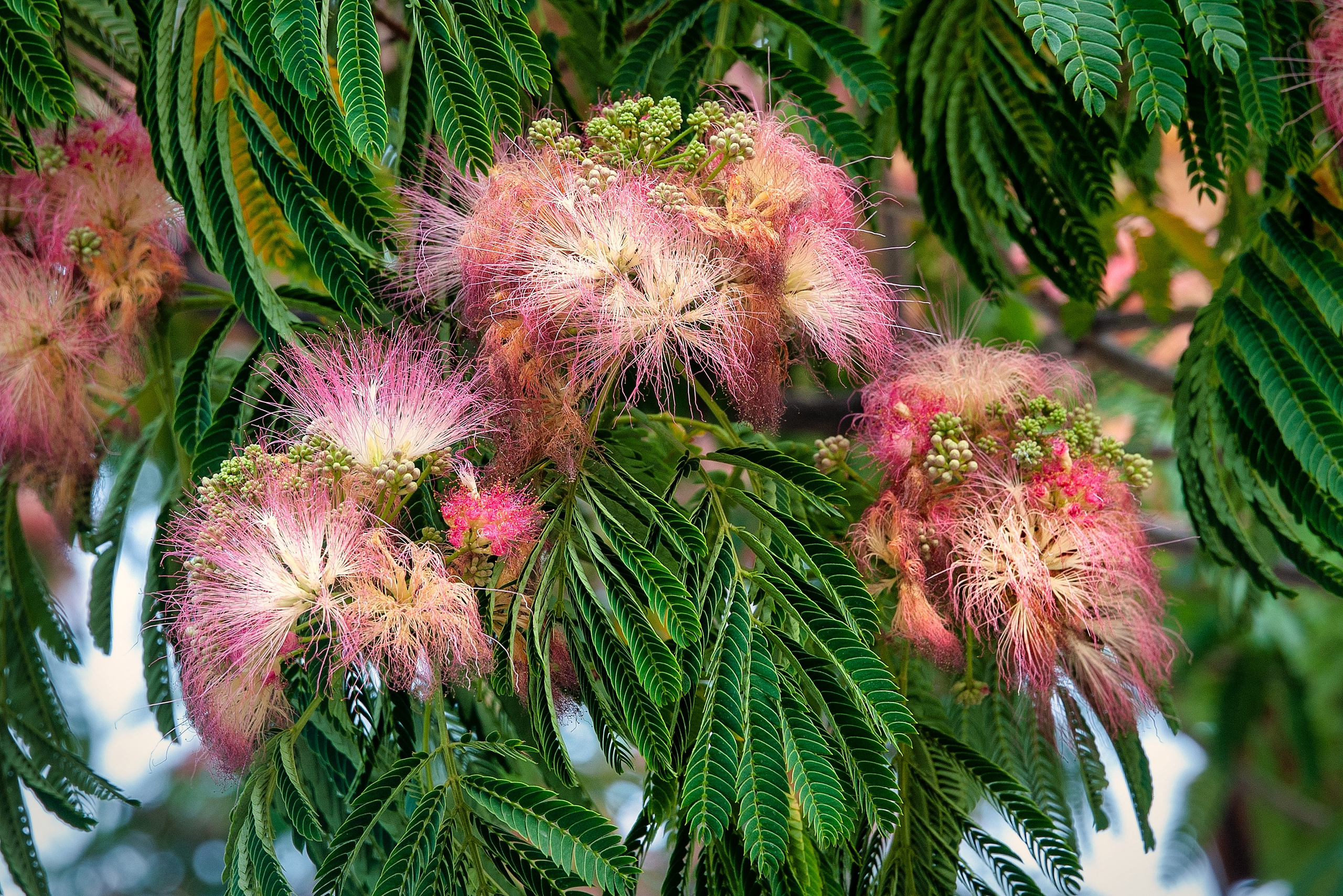 Весна. FotoGraf