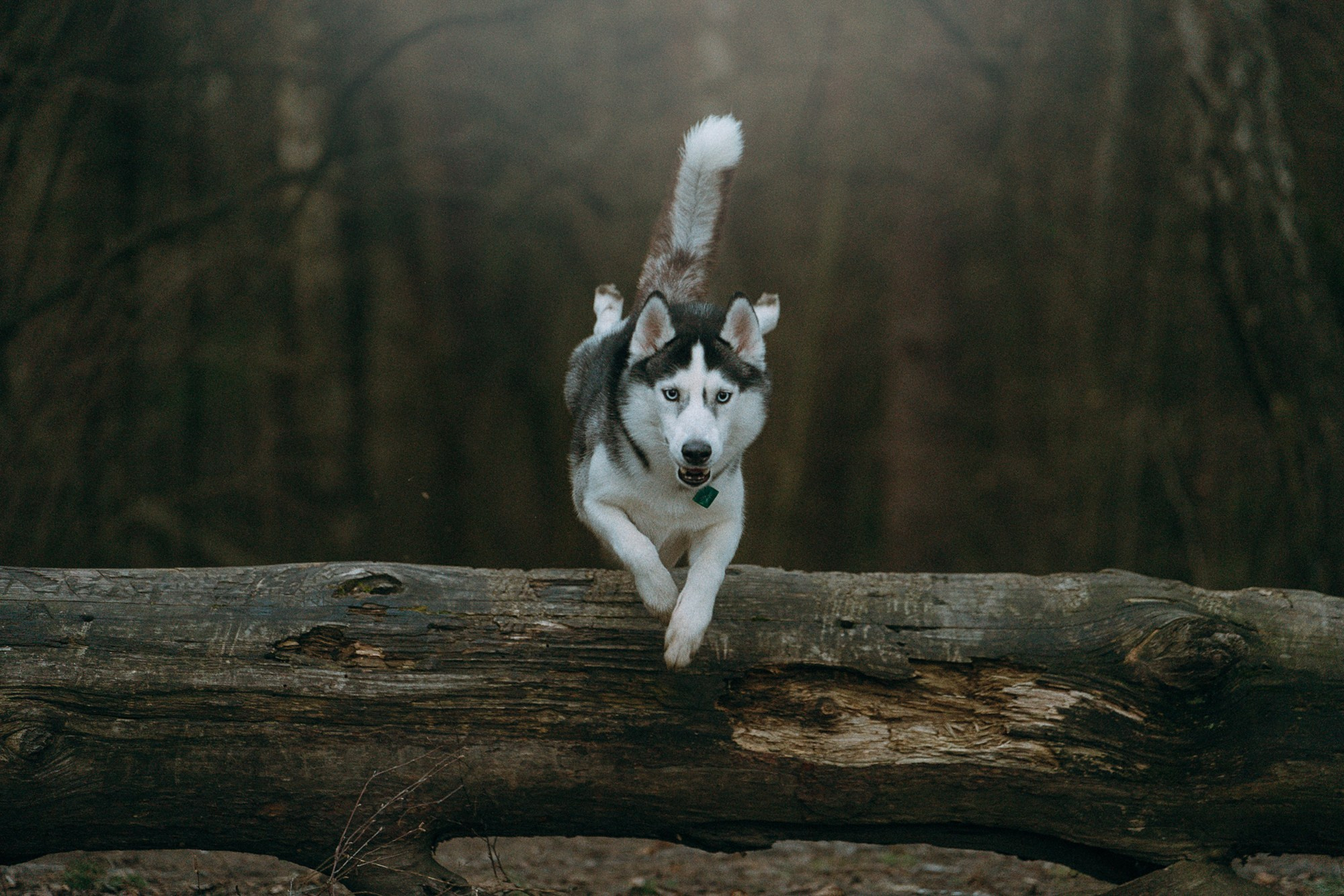 Наташа и Сириус. Фотограф анималист в Москве и Санкт-Петербурге Свиридова Анна