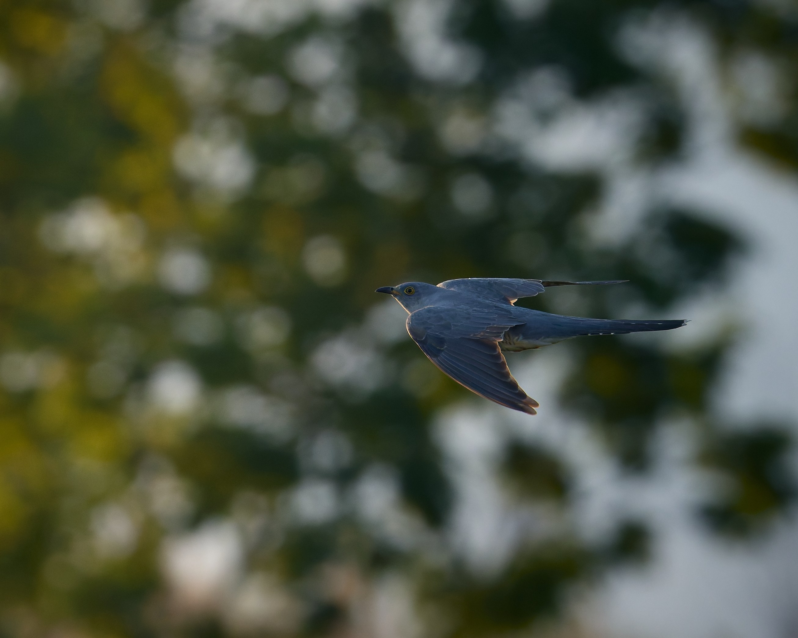 Voronezh 2026. Anton Chernov | Wildlife photographer