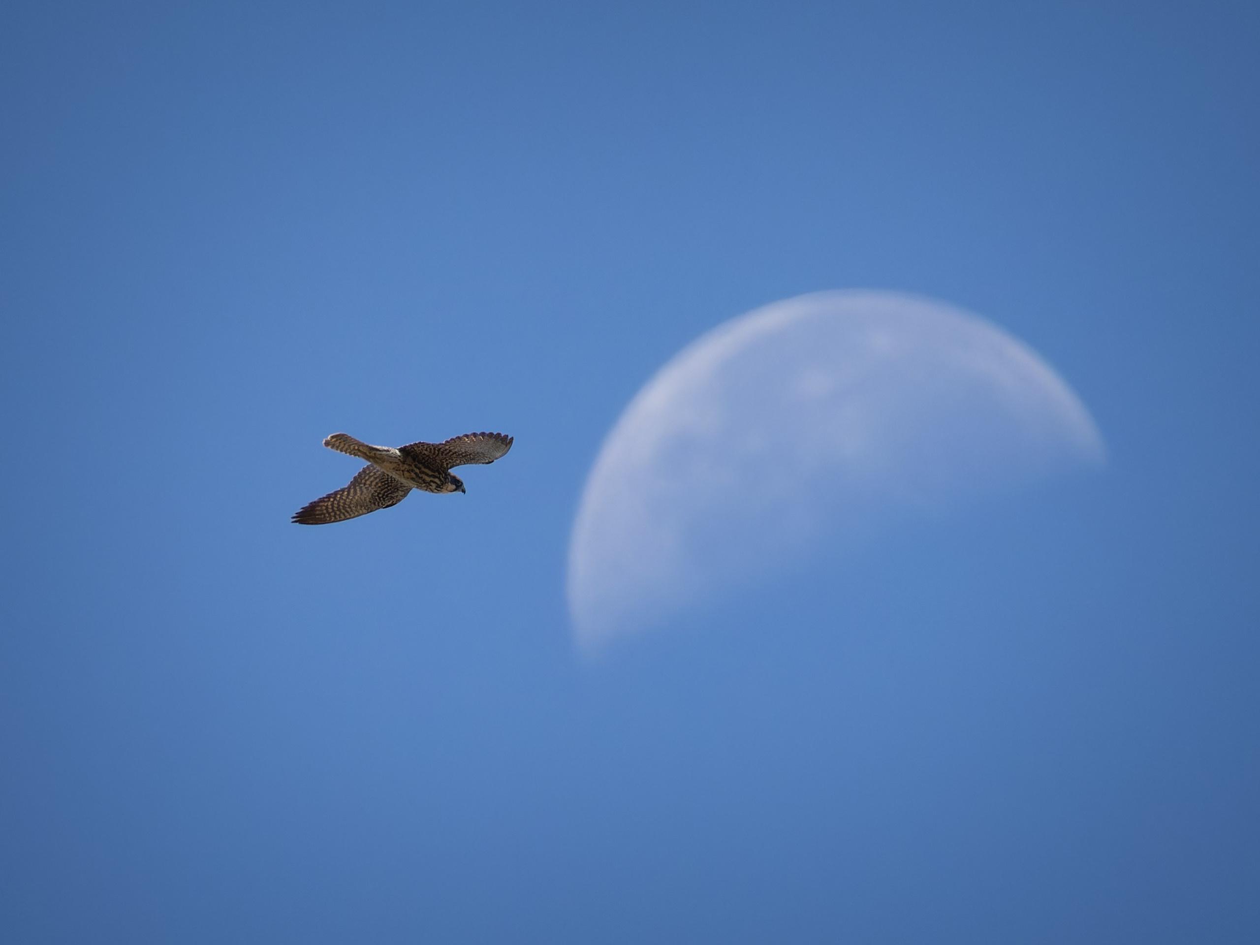 Cyprus 2023. Anton Chernov | Wildlife photographer