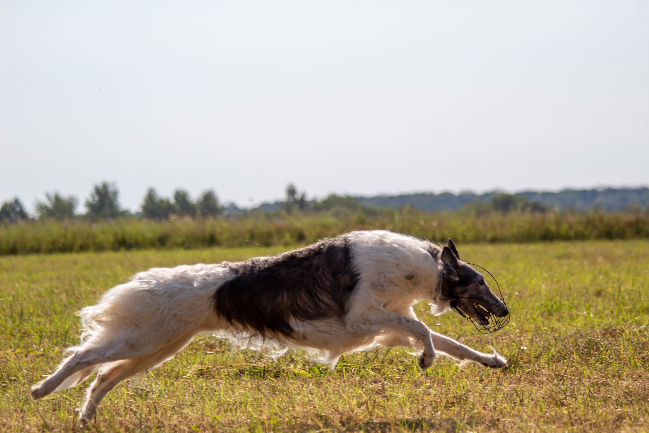 Курсинг. Фотограф анималист — Тула, Москва