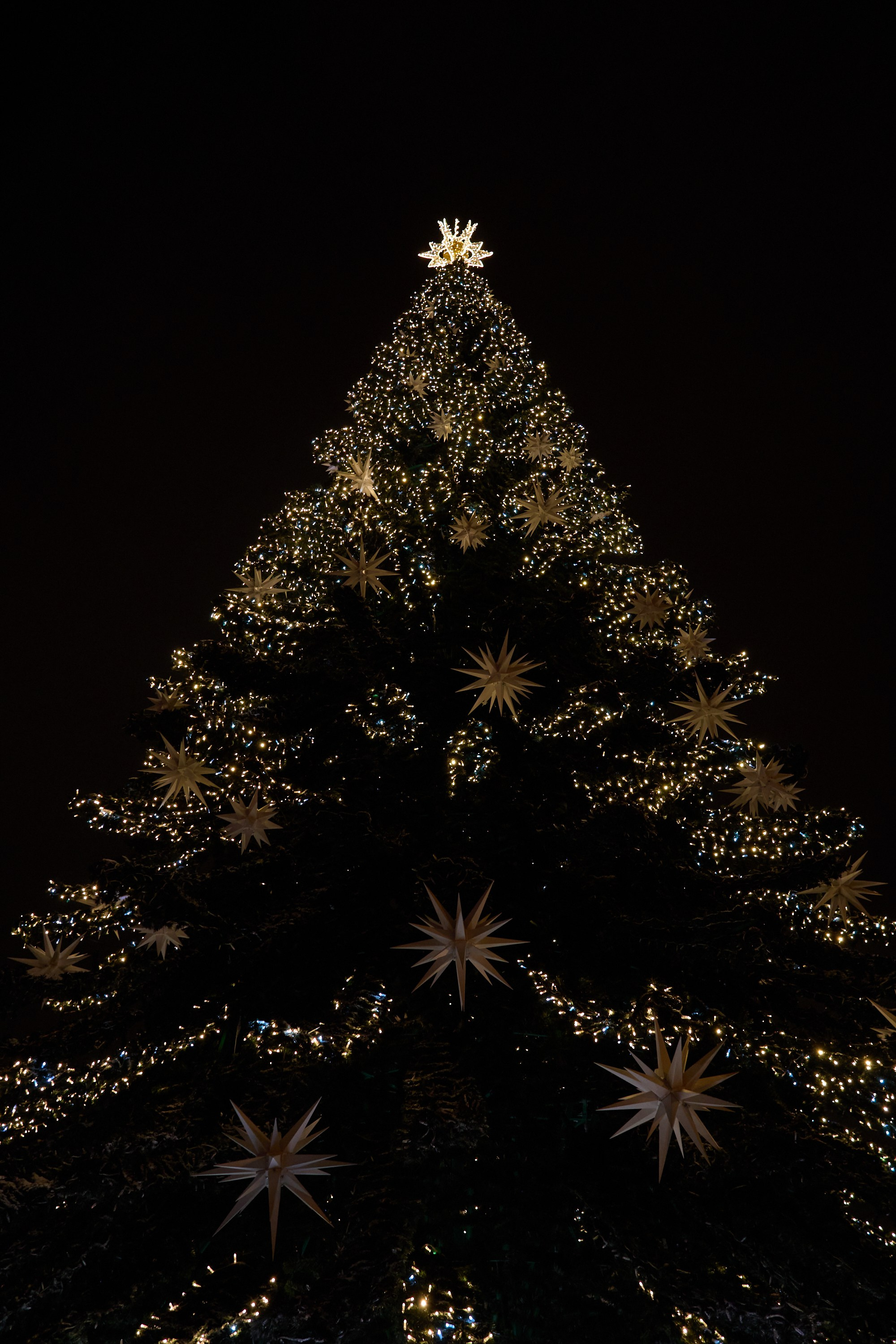 Рождество въ Санктъ-Петербургѣ. Фотографъ Сергѣевъ. Поймать мгновеніе