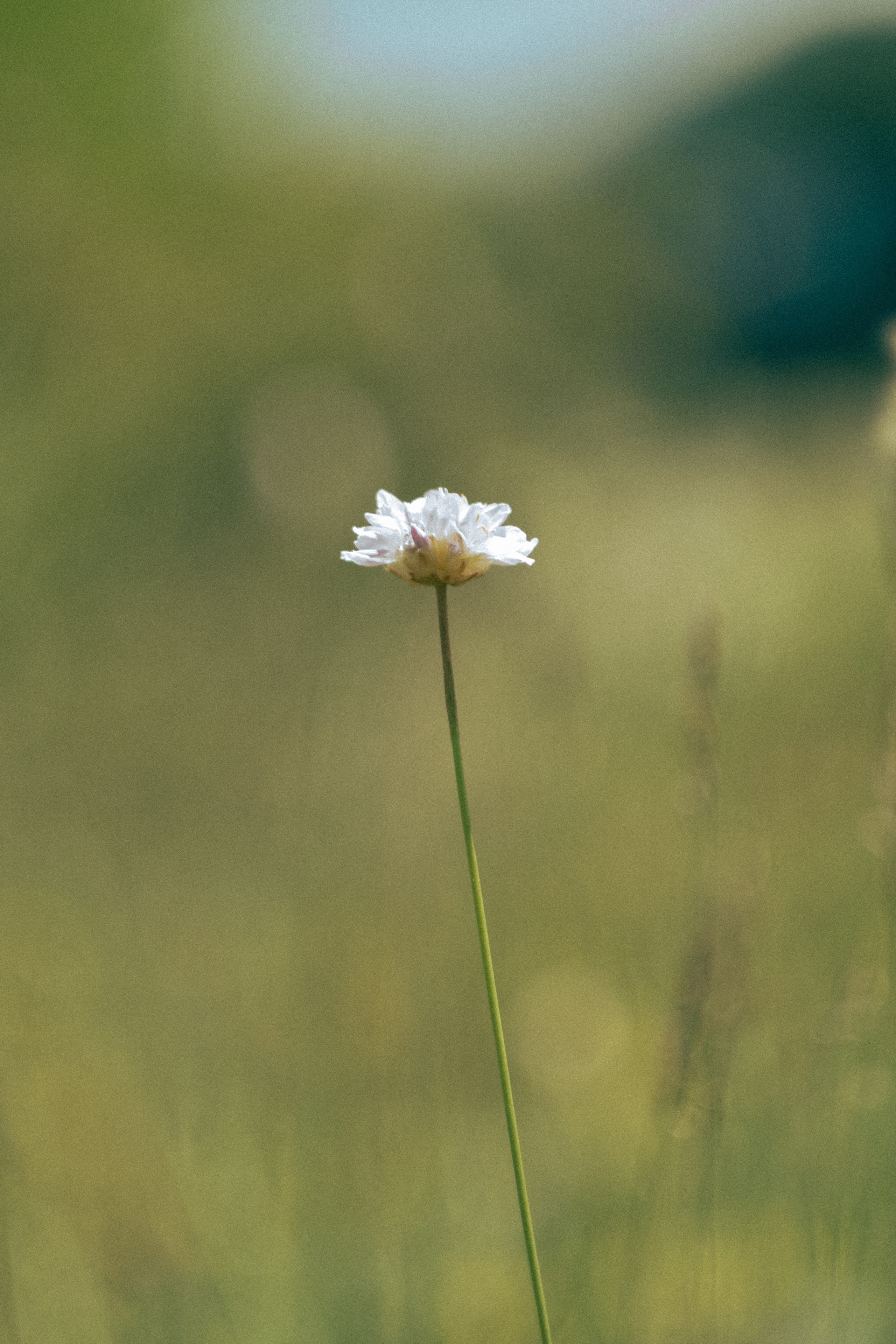 Flowers. Photographer Zoya Smirnova