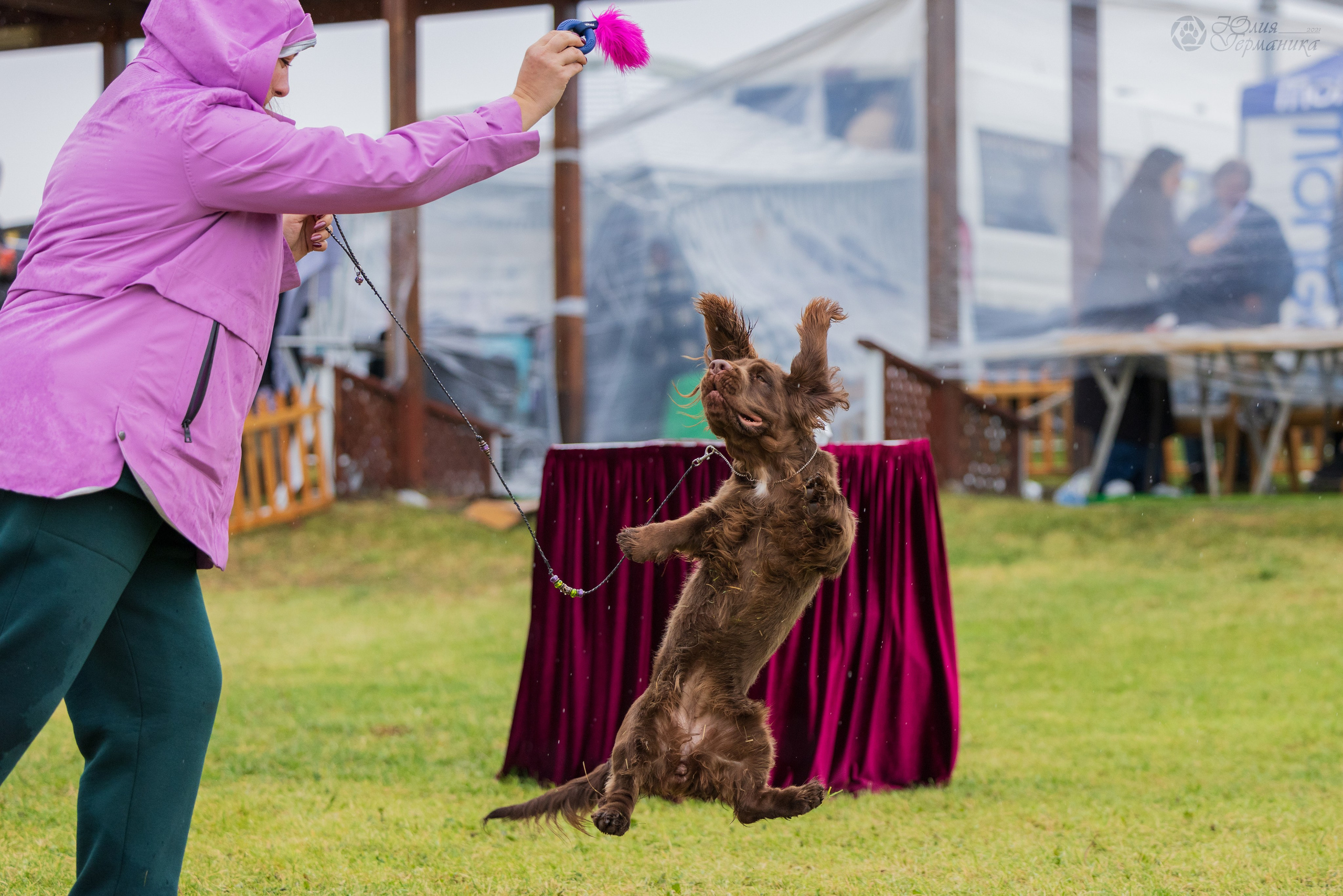 Армения,Ереван 3хCACIB 15-17.10.2024. Фотограф-анималист Юлия Германика