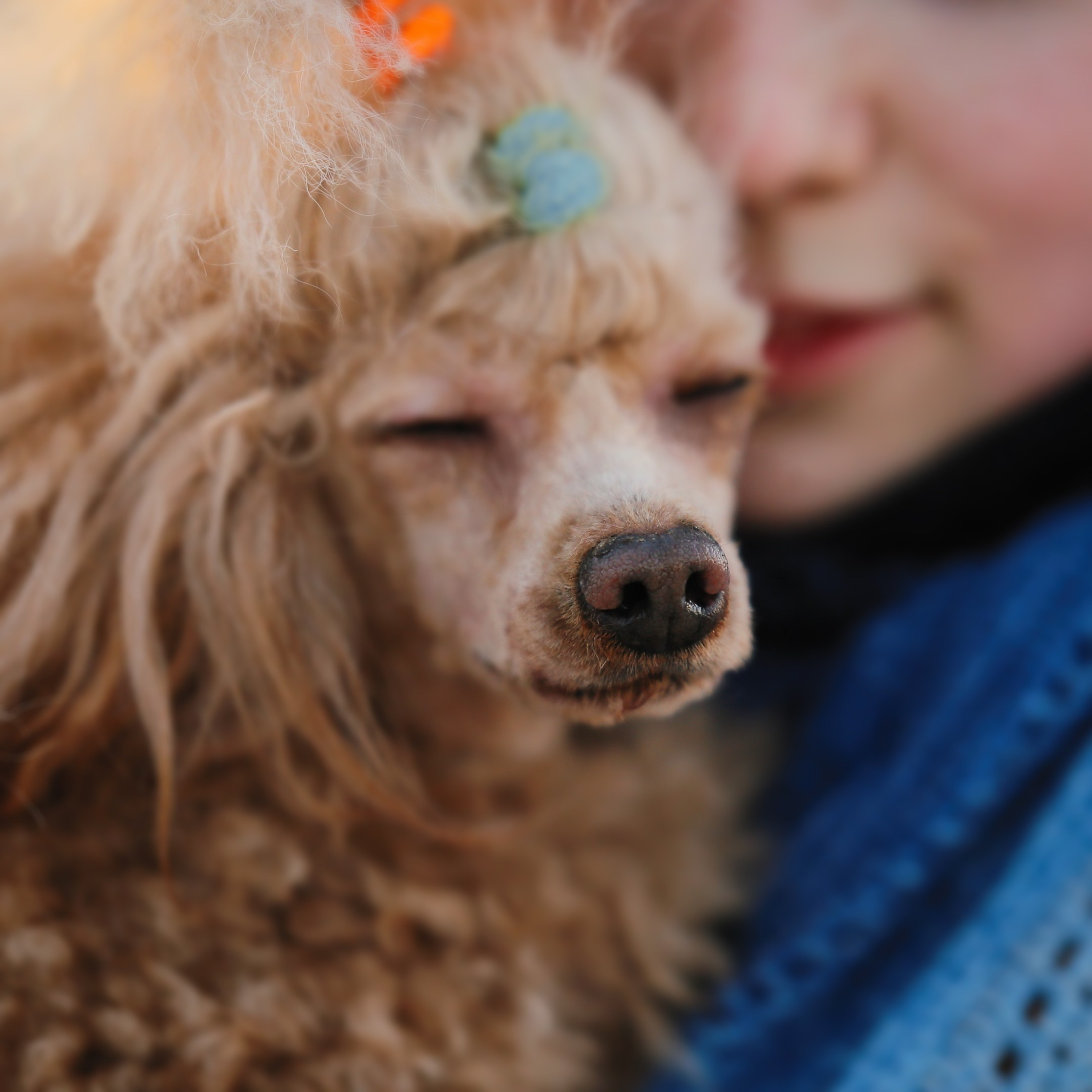 Четвероногие друзья. Репортажный, семейный, школьный фотограф в Иванове Инна Крылова