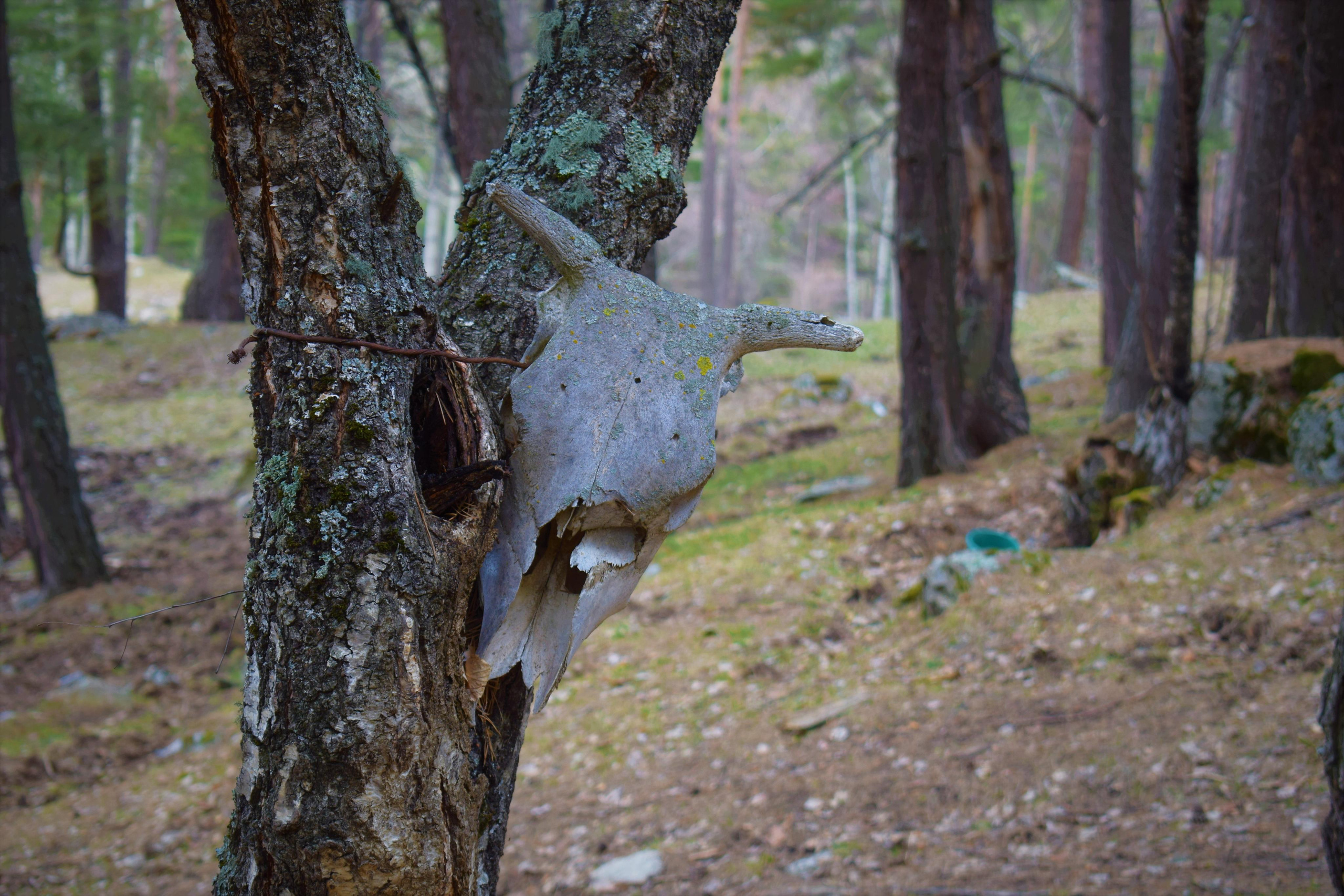 Природные пейзажи. «Фотографии в журналах: максимум жизнеподобия, минимум жизни. "
