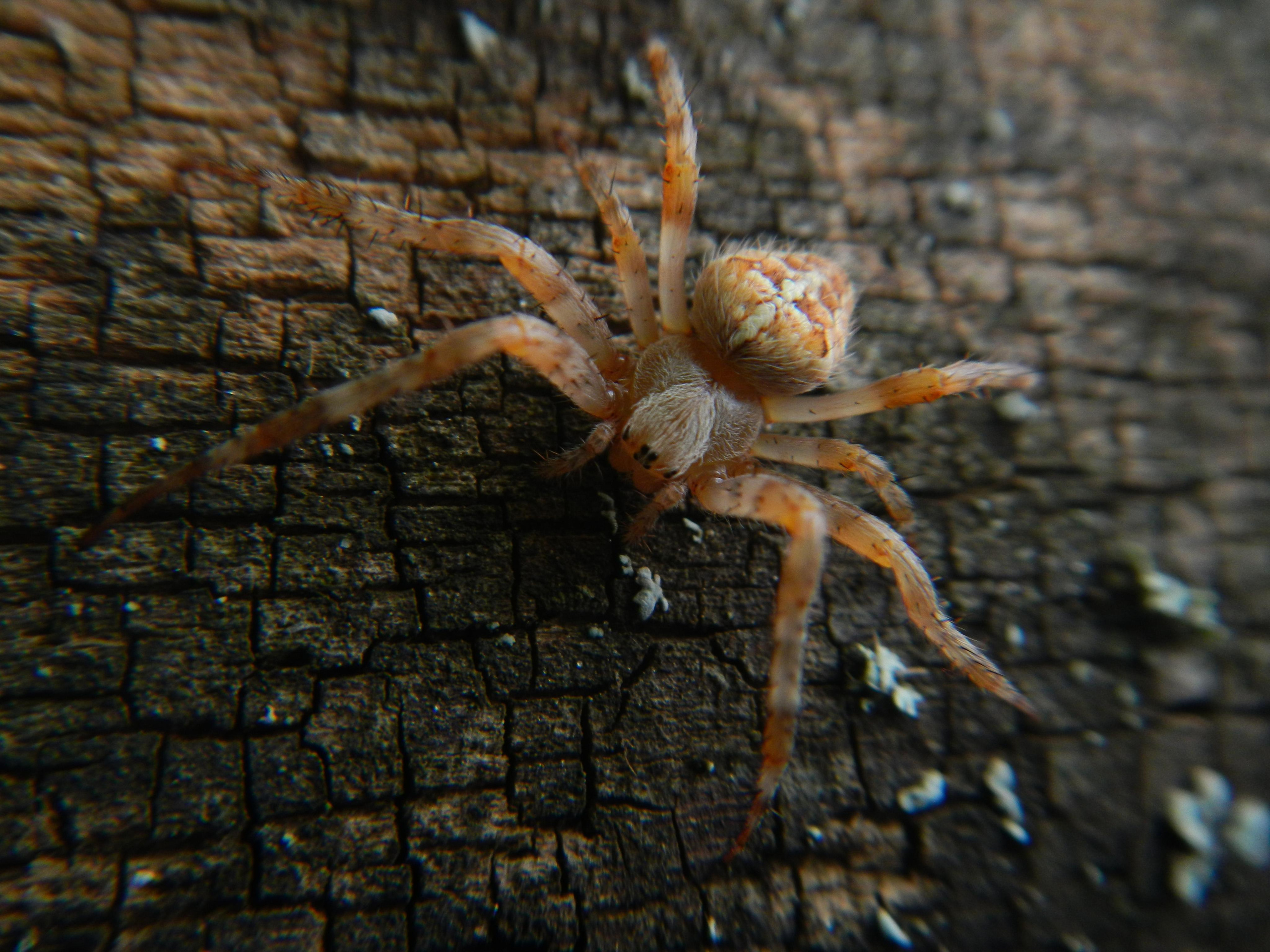 «Фотоохота». «Фотографии в журналах: максимум жизнеподобия, минимум жизни. "