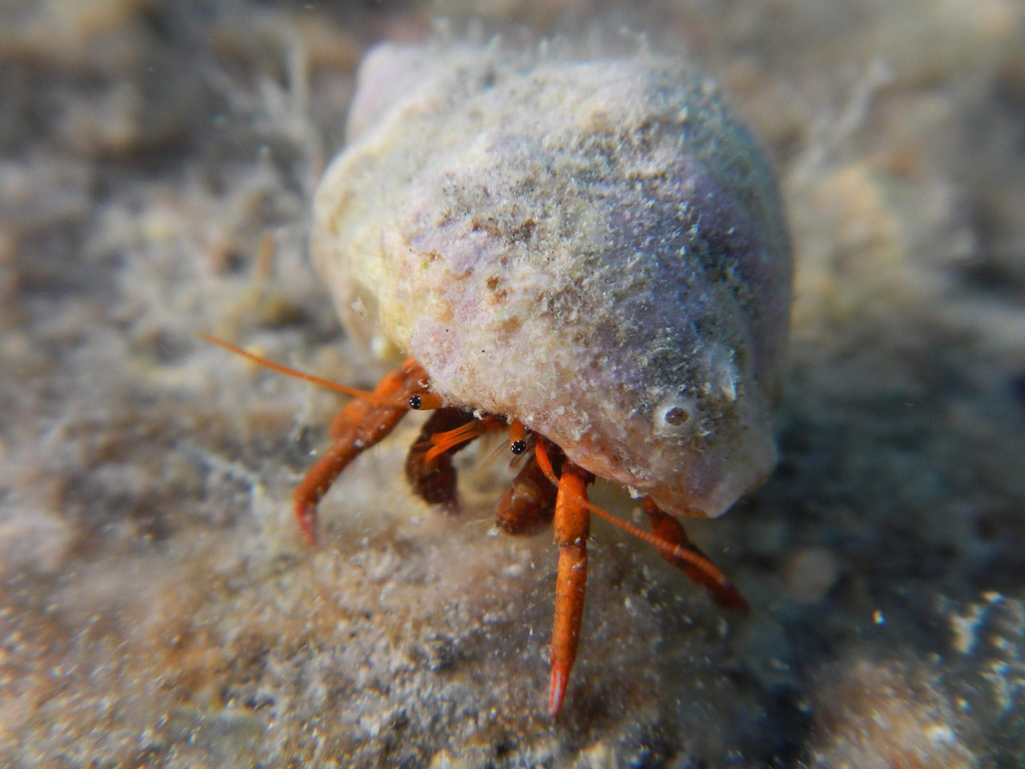 «Фотоохота». «Фотографии в журналах: максимум жизнеподобия, минимум жизни. "