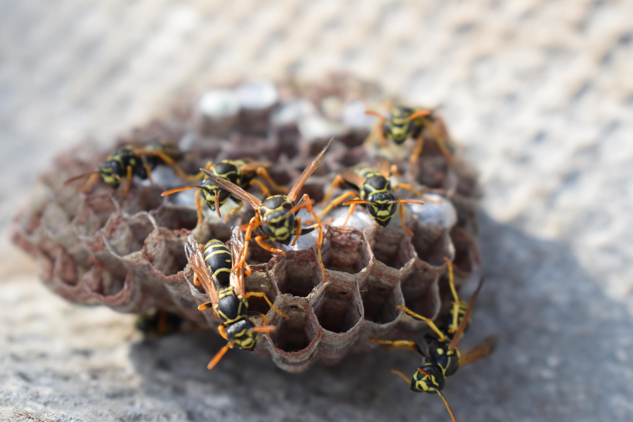 «Фотоохота». «Фотографии в журналах: максимум жизнеподобия, минимум жизни. "