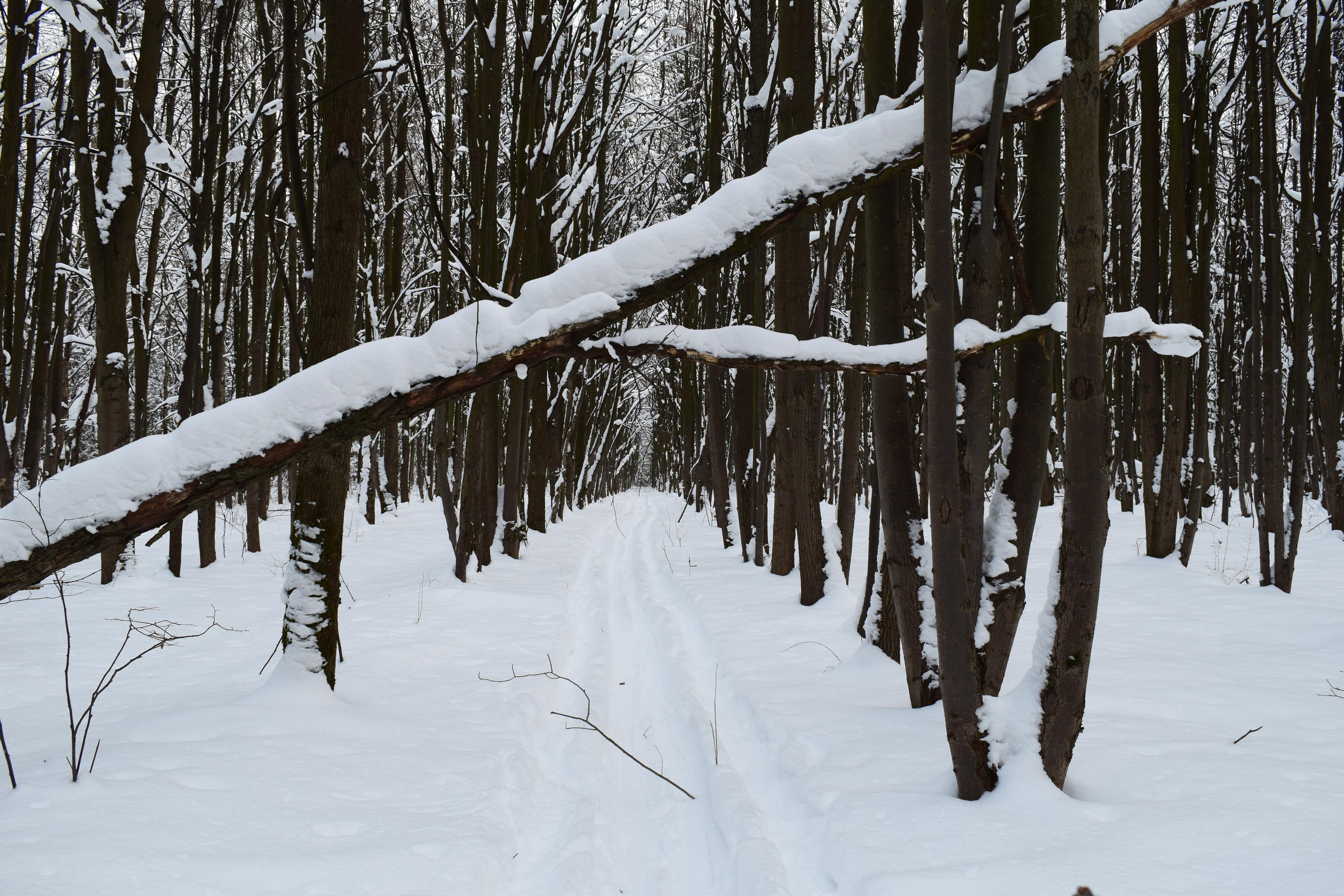Природные пейзажи. «Фотографии в журналах: максимум жизнеподобия, минимум жизни. "