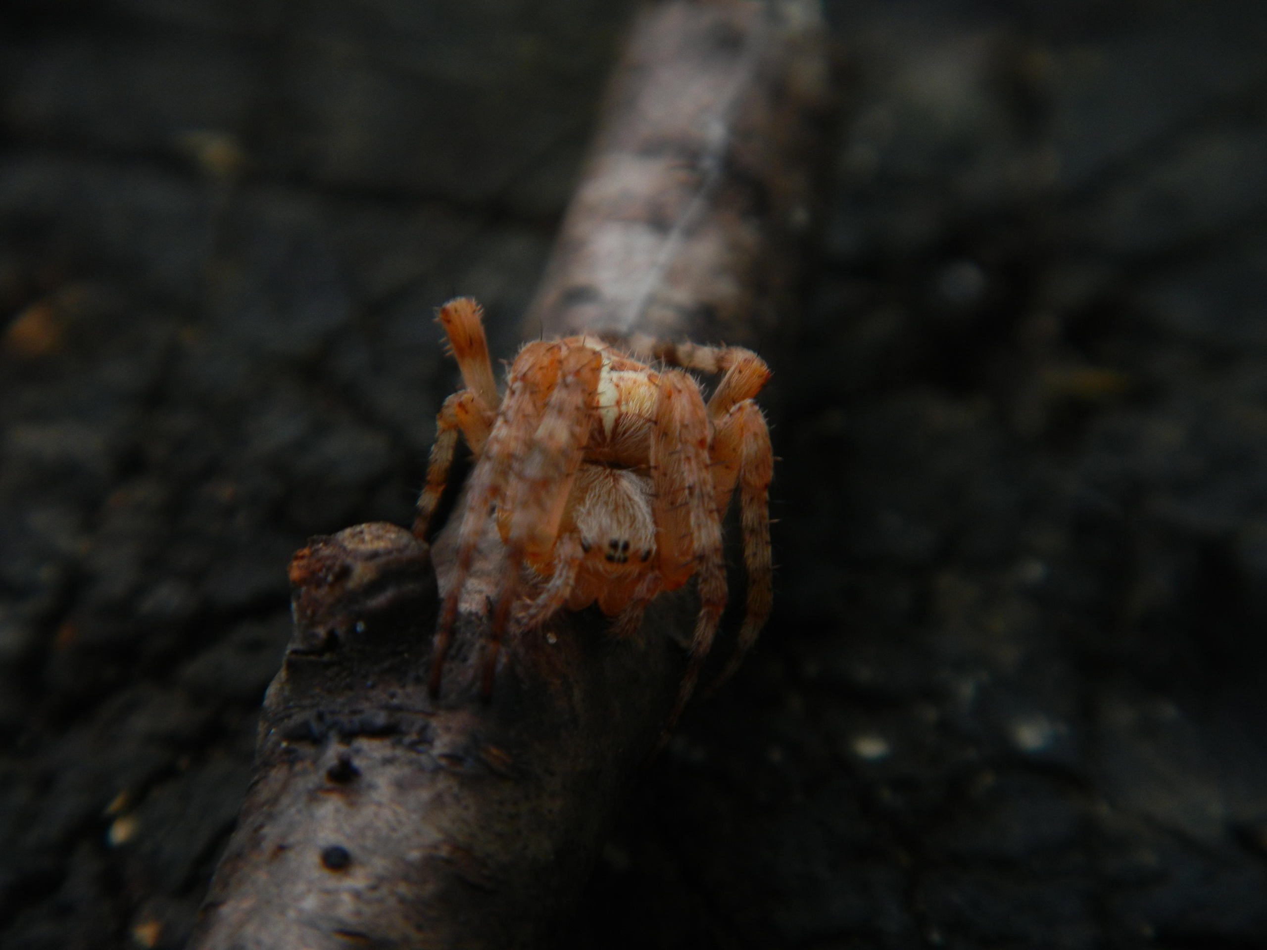 «Фотоохота». «Фотографии в журналах: максимум жизнеподобия, минимум жизни. "
