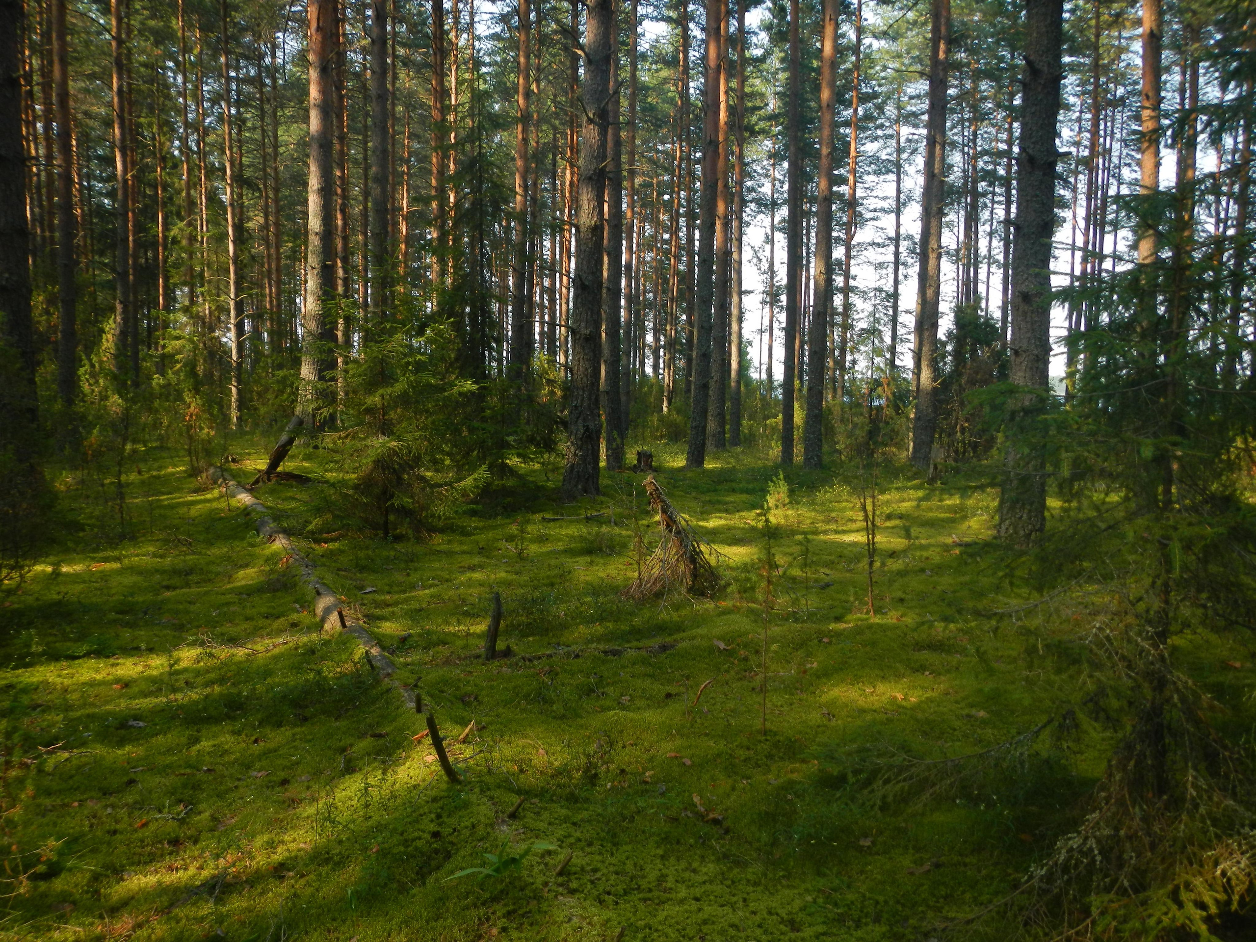 Природные пейзажи. «Фотографии в журналах: максимум жизнеподобия, минимум жизни. "
