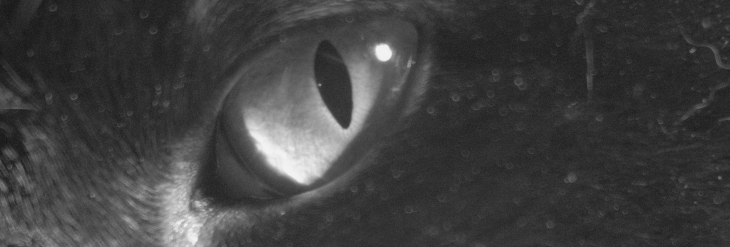 «Фотоохота». «Фотографии в журналах: максимум жизнеподобия, минимум жизни. "