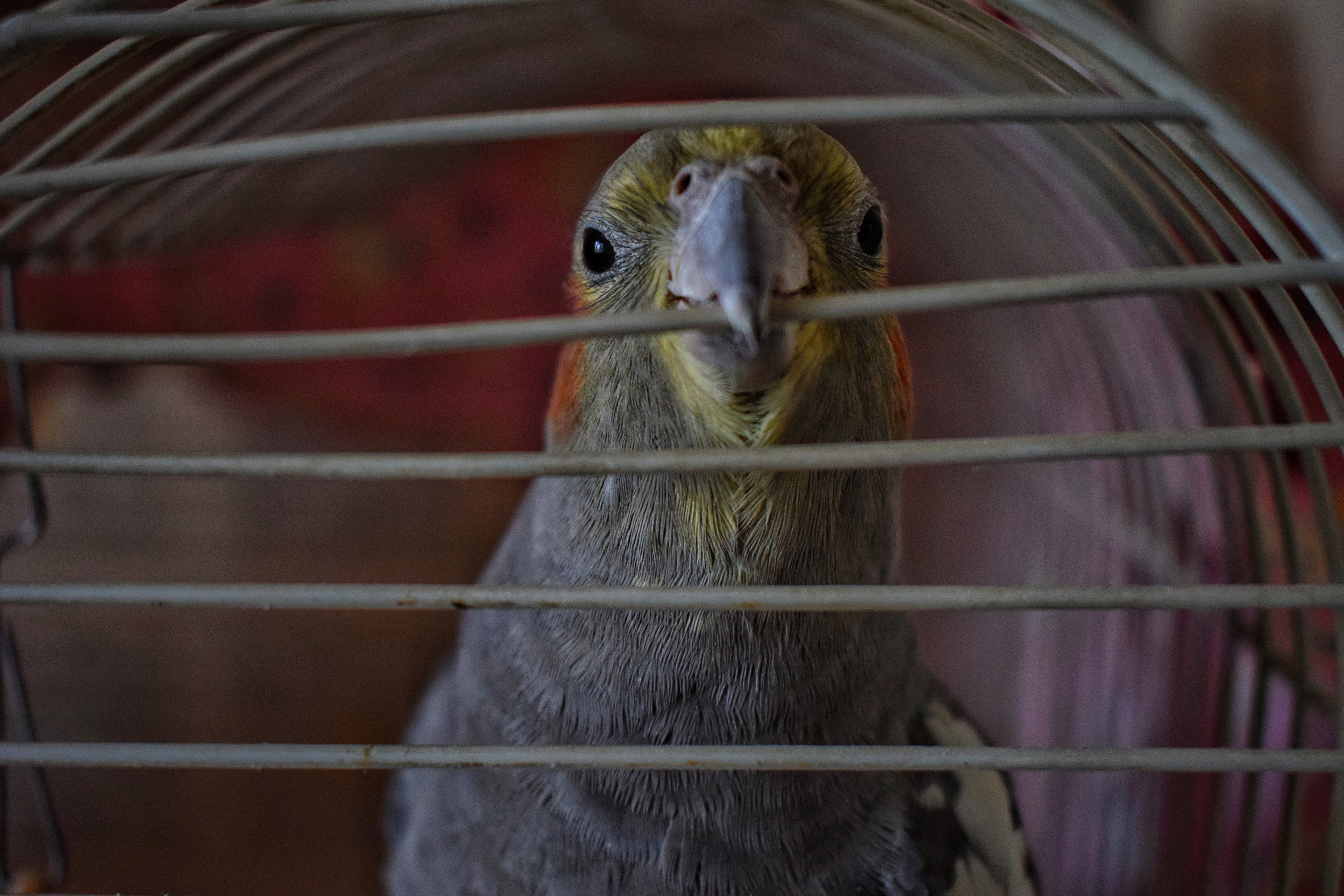 «Фотоохота». «Фотографии в журналах: максимум жизнеподобия, минимум жизни. "