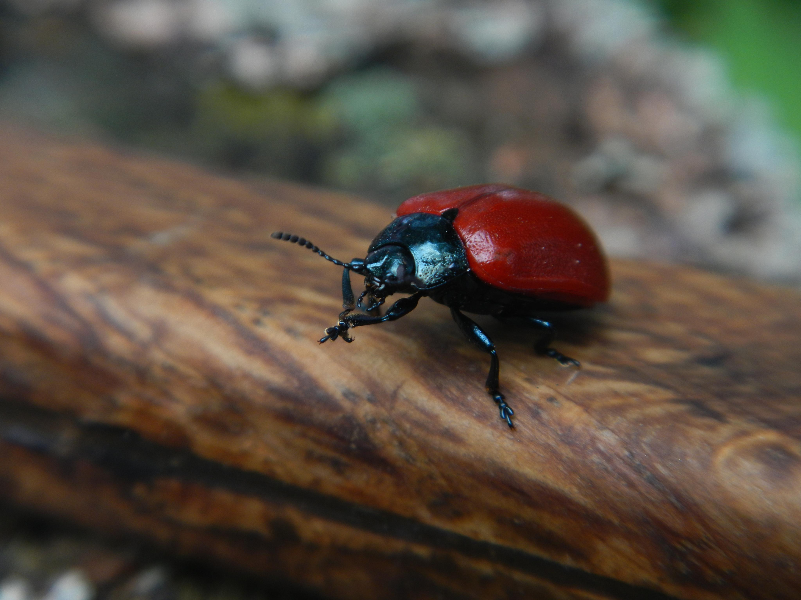 «Фотоохота». «Фотографии в журналах: максимум жизнеподобия, минимум жизни. "