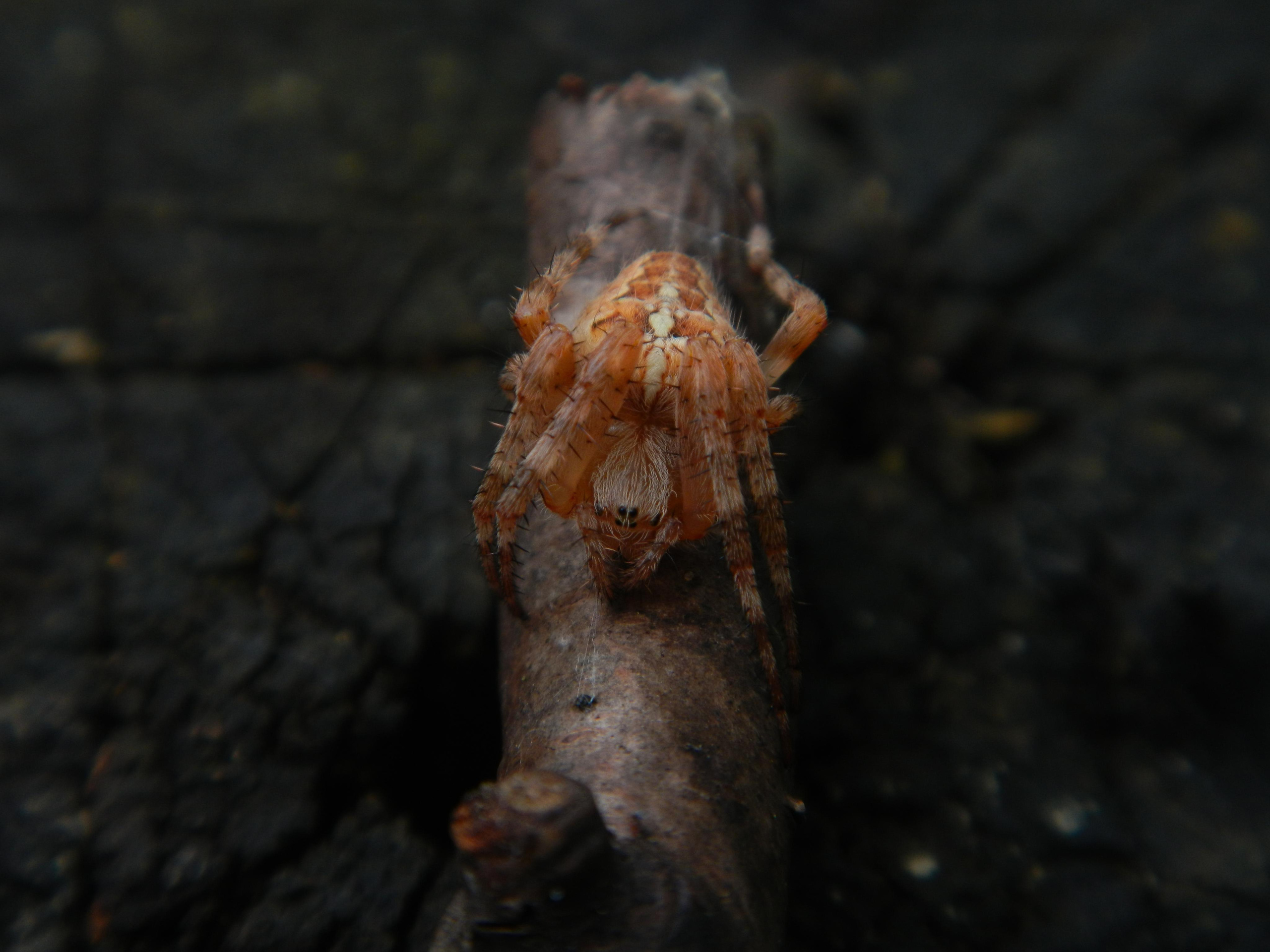 «Фотоохота». «Фотографии в журналах: максимум жизнеподобия, минимум жизни. "