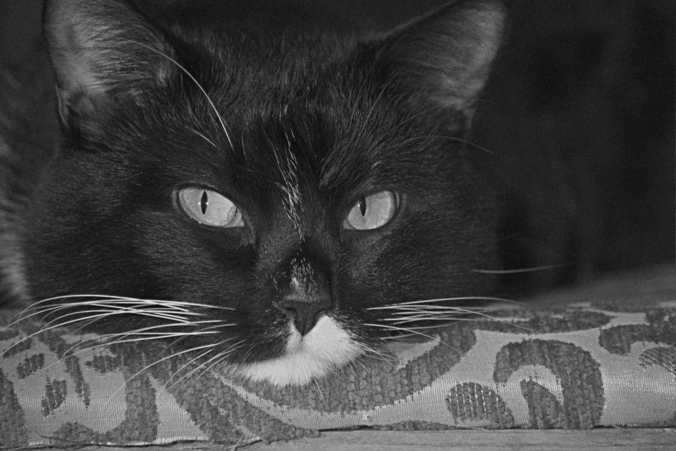 «Фотоохота». «Фотографии в журналах: максимум жизнеподобия, минимум жизни. "