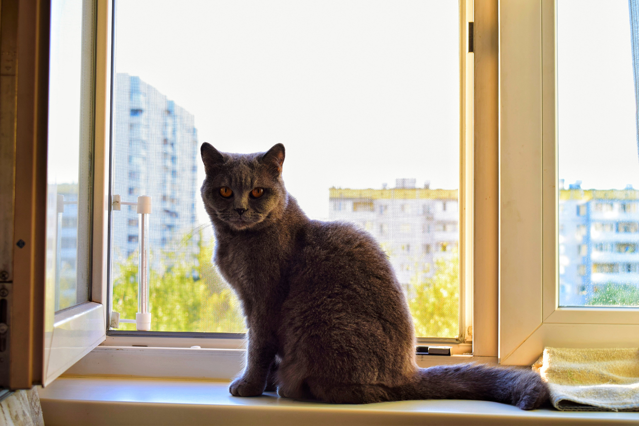 «Фотоохота». «Фотографии в журналах: максимум жизнеподобия, минимум жизни. "