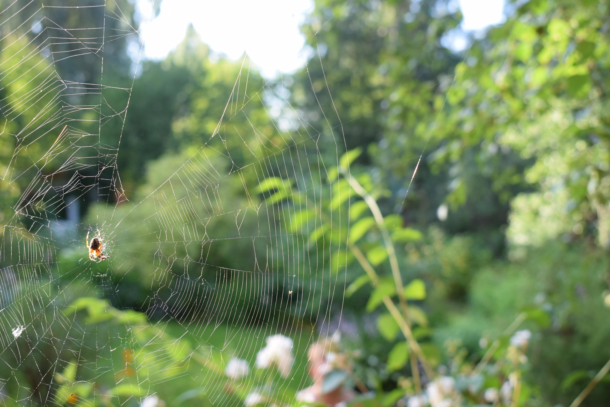 «Фотоохота». «Фотографии в журналах: максимум жизнеподобия, минимум жизни. "