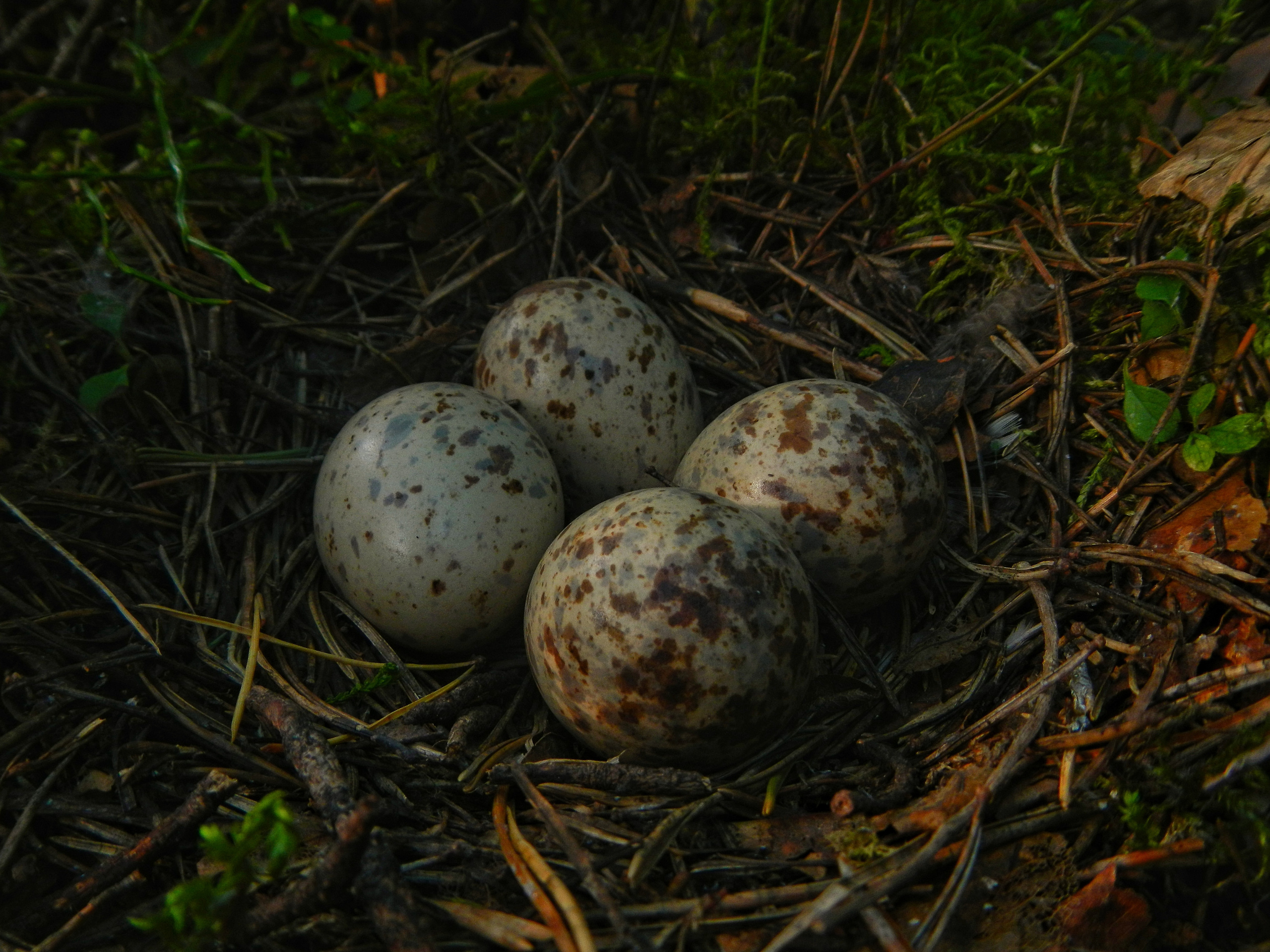 «Фотоохота». «Фотографии в журналах: максимум жизнеподобия, минимум жизни. "