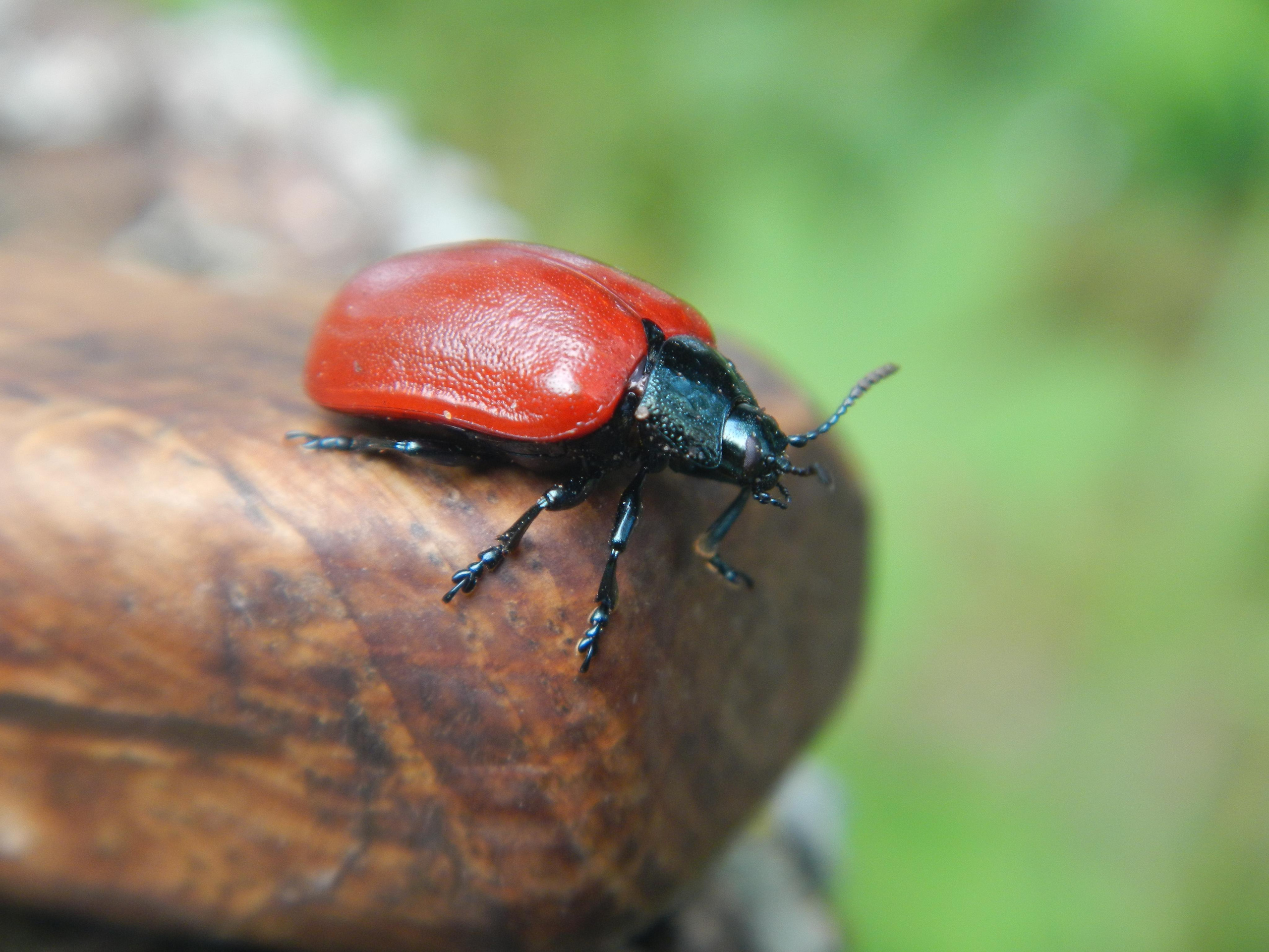 «Фотоохота». «Фотографии в журналах: максимум жизнеподобия, минимум жизни. "