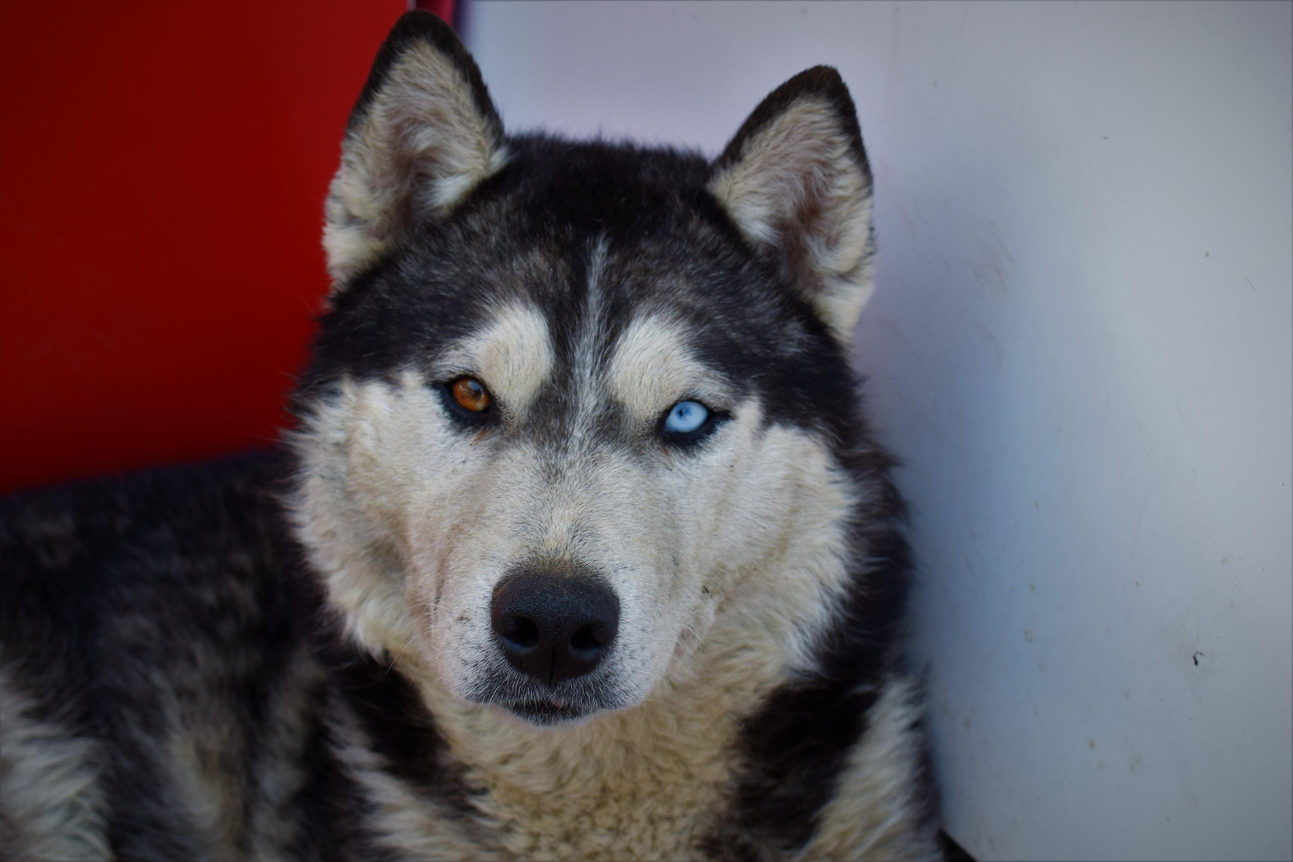 «Фотоохота». «Фотографии в журналах: максимум жизнеподобия, минимум жизни. "