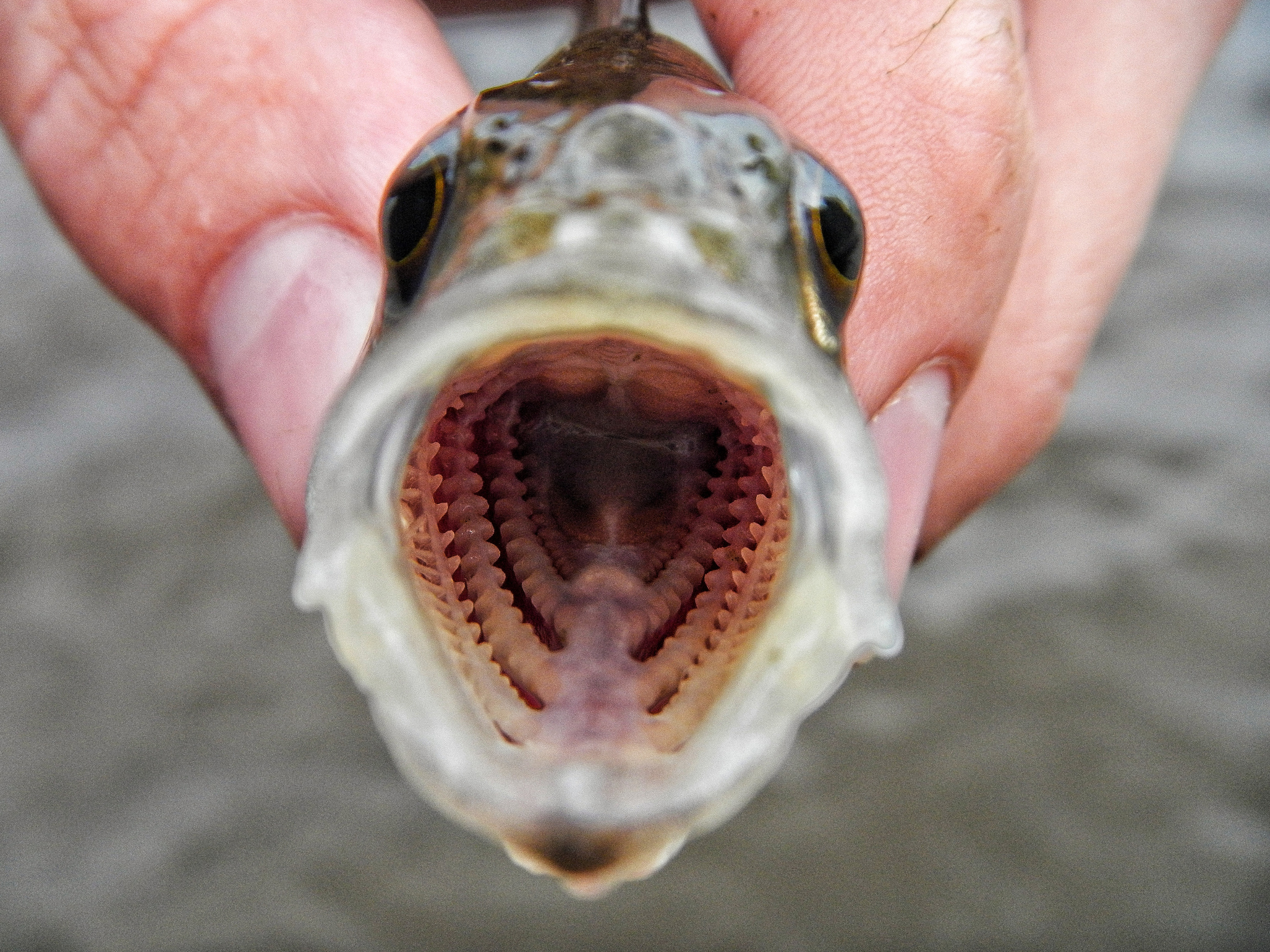 «Фотоохота». «Фотографии в журналах: максимум жизнеподобия, минимум жизни. "