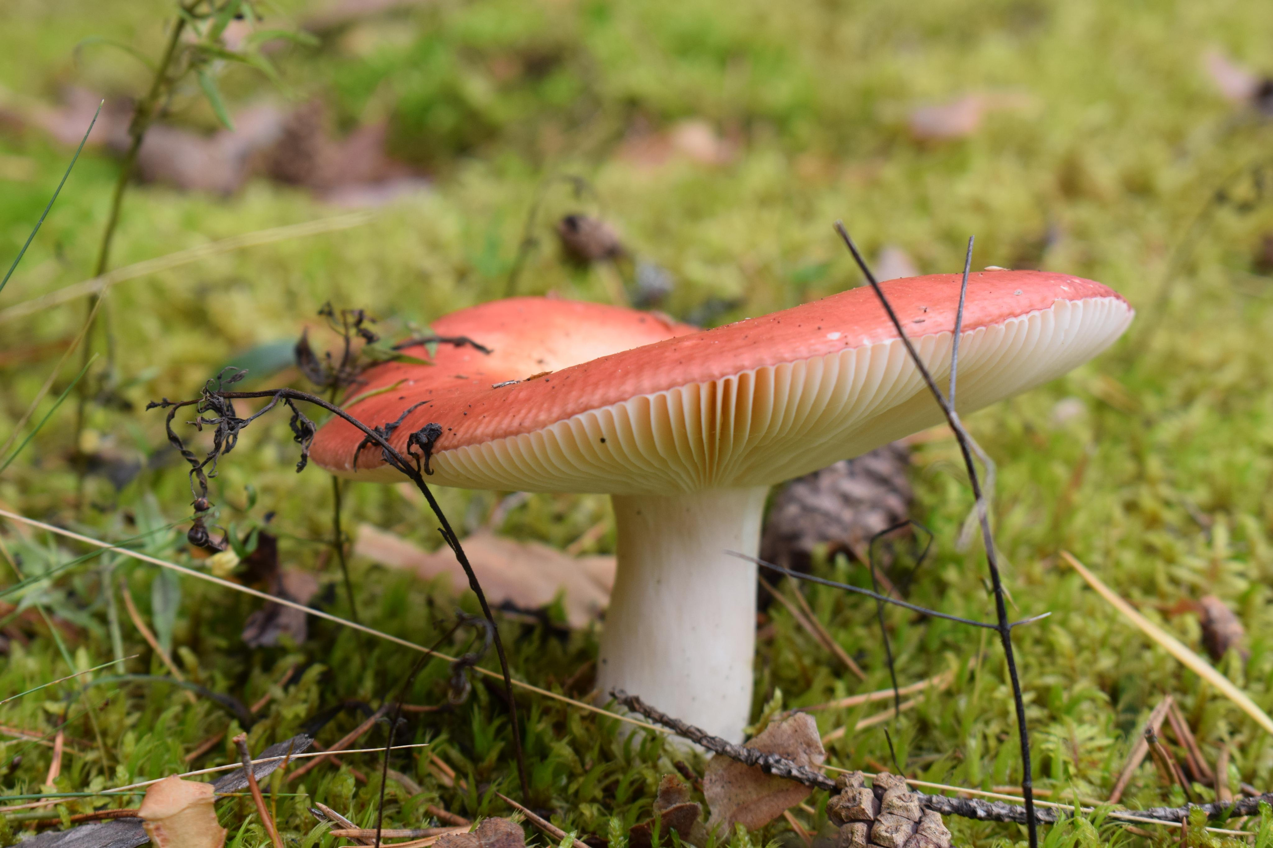 Природные пейзажи. «Фотографии в журналах: максимум жизнеподобия, минимум жизни. "