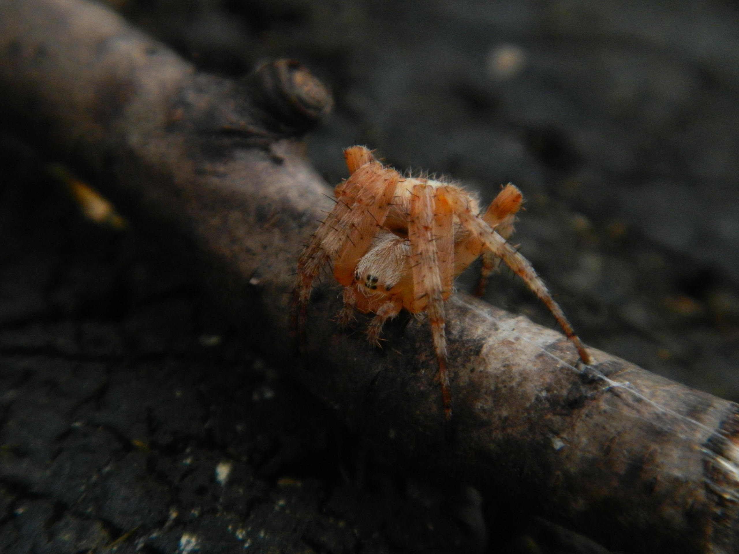 «Фотоохота». «Фотографии в журналах: максимум жизнеподобия, минимум жизни. "