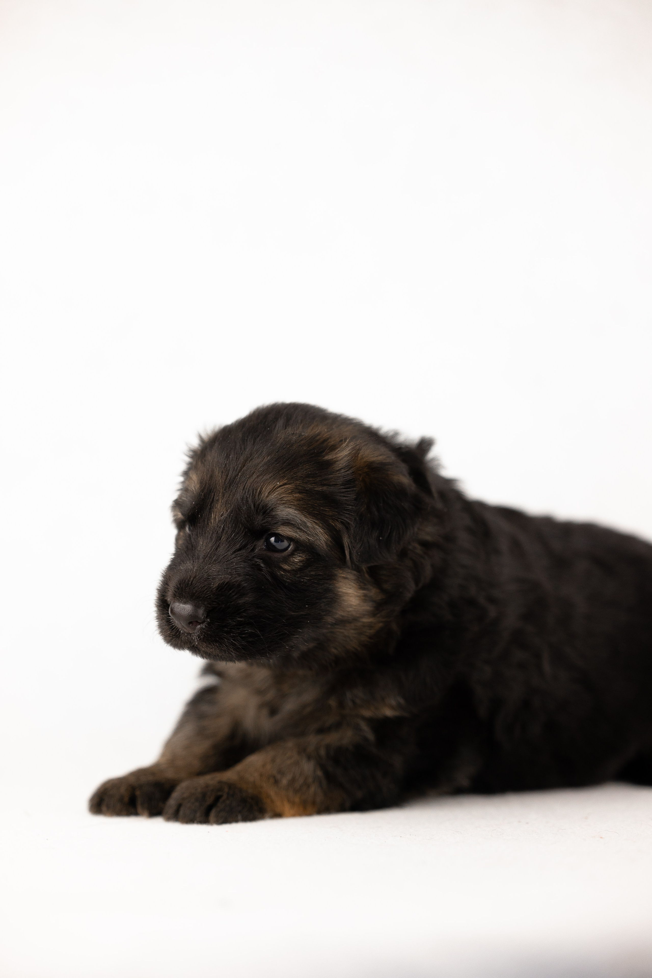 Немецкая овчарка. Фотограф и видеограф анималист Аганина Дарья