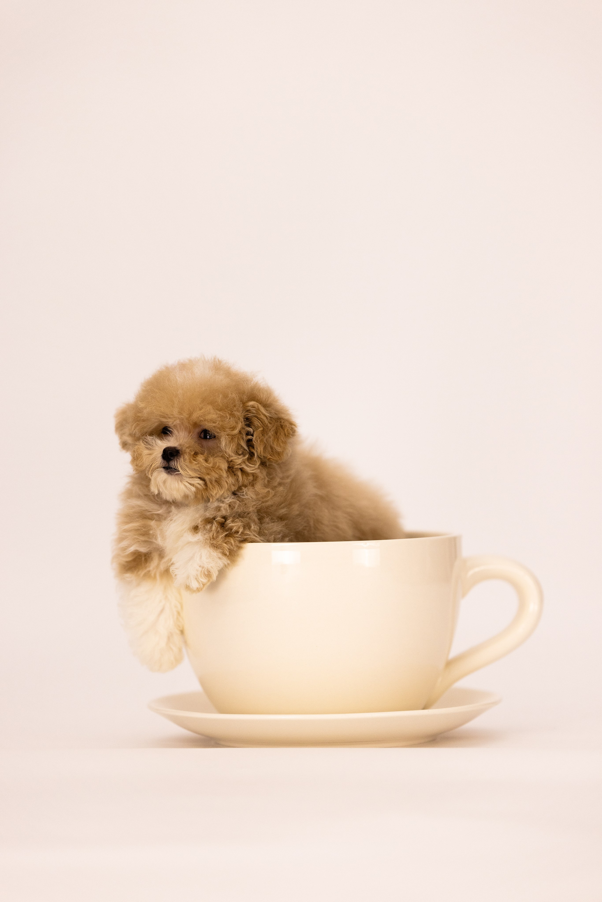 Мальтипу. Фотограф и видеограф анималист Аганина Дарья