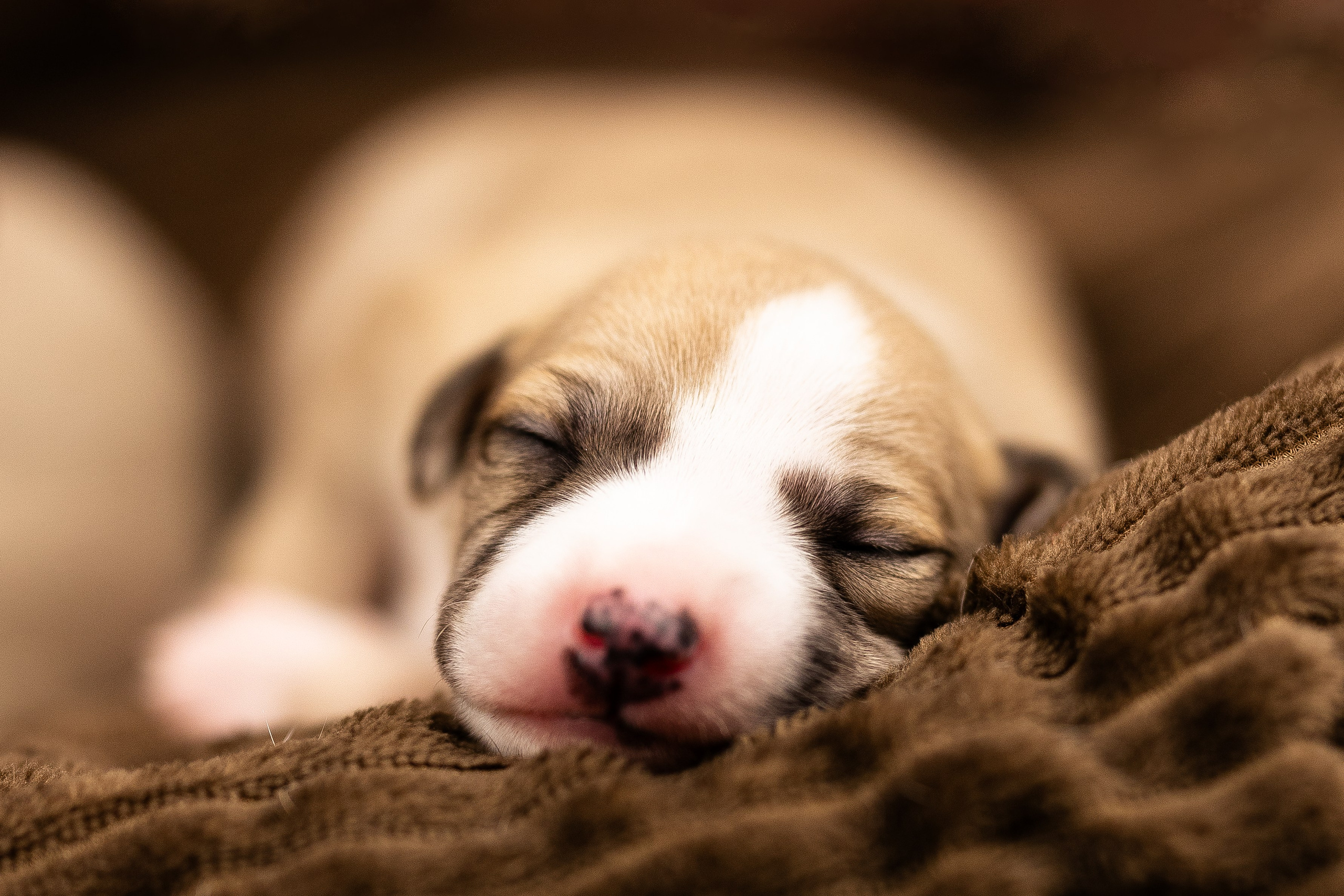 Уиппет. Фотограф и видеограф анималист Аганина Дарья