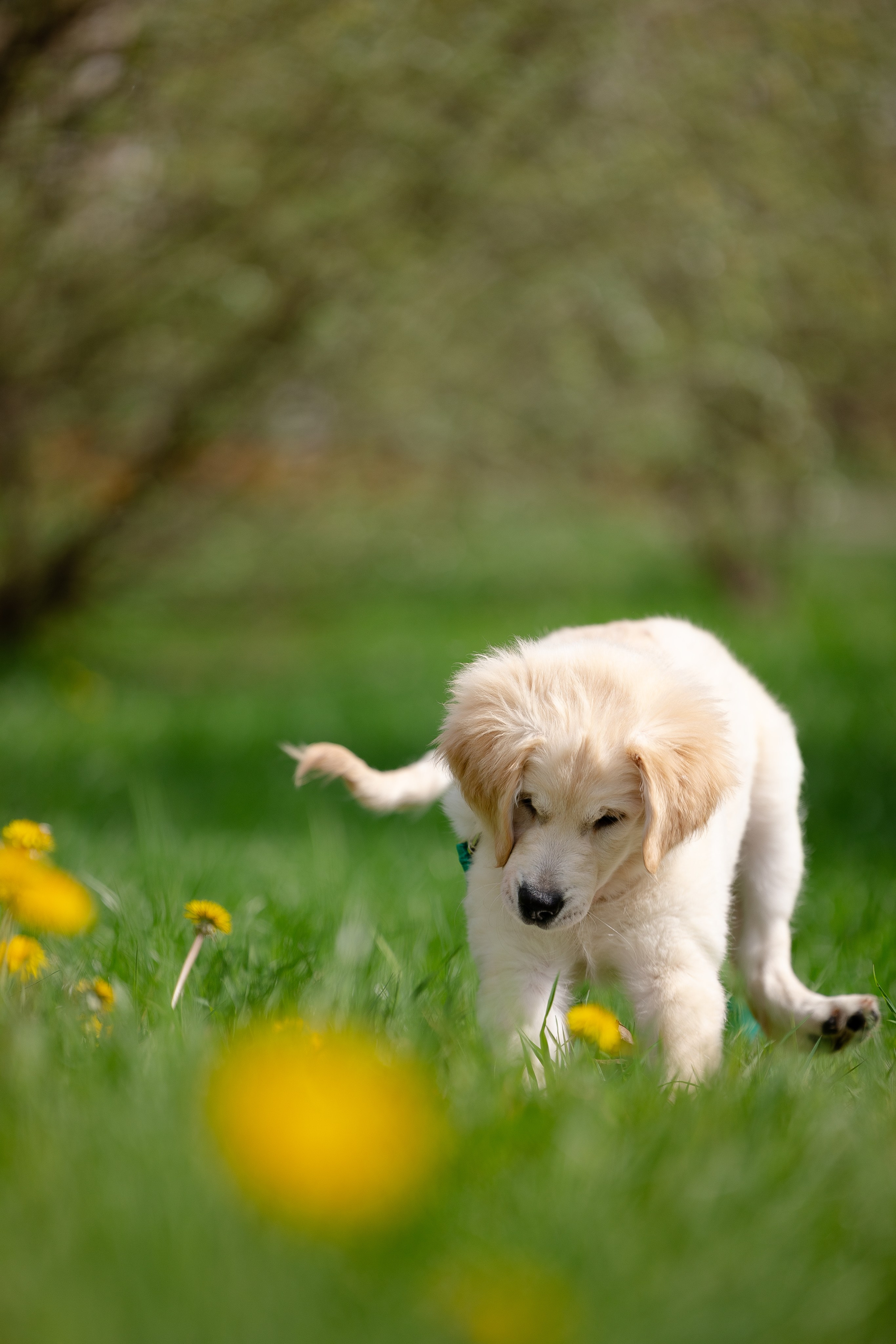 Голден ретривер. Фотограф и видеограф анималист Аганина Дарья