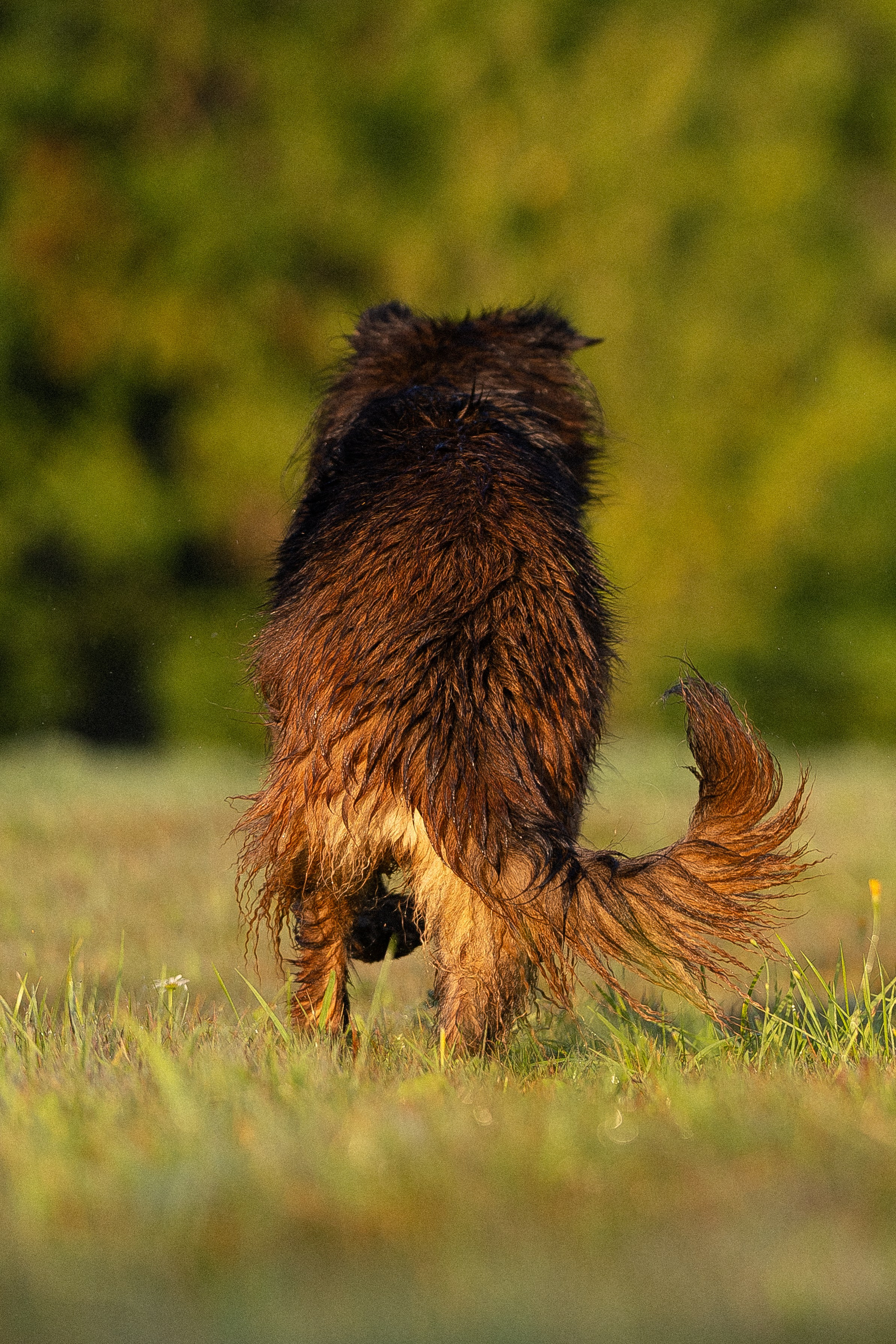 Алена, Матвей, Фанни и Фрея. Фотограф и видеограф анималист Аганина Дарья