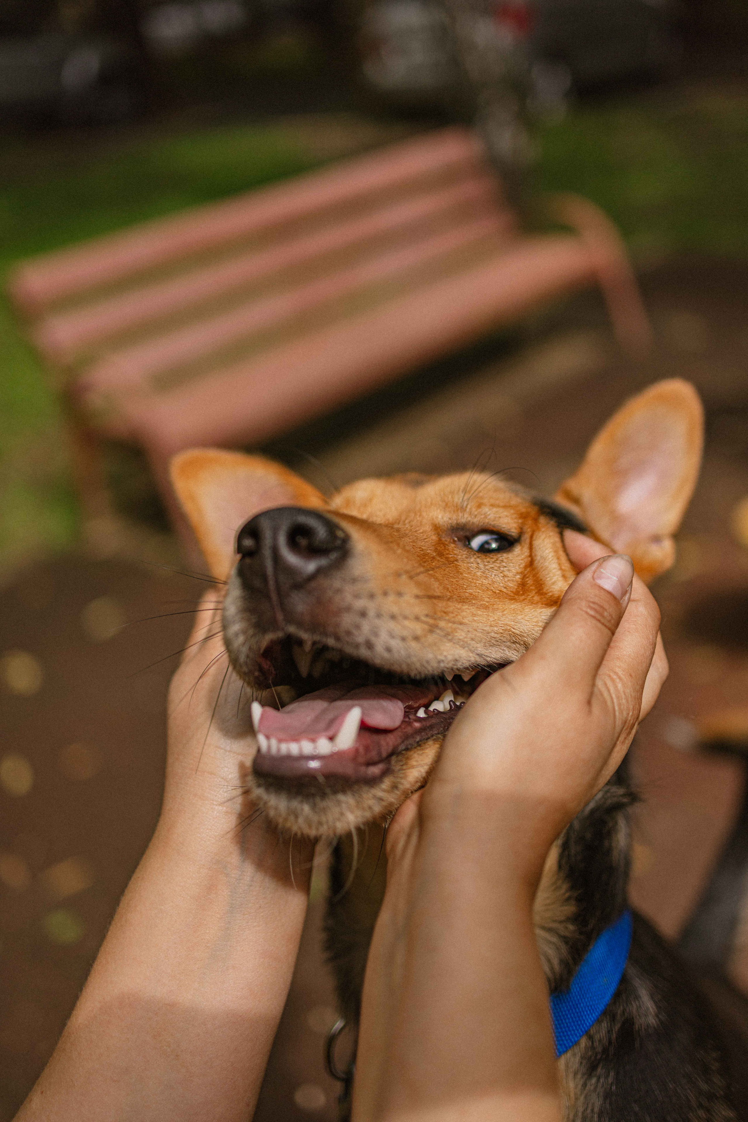Джеки. Фотограф-анималист в Москве Лера Черноног