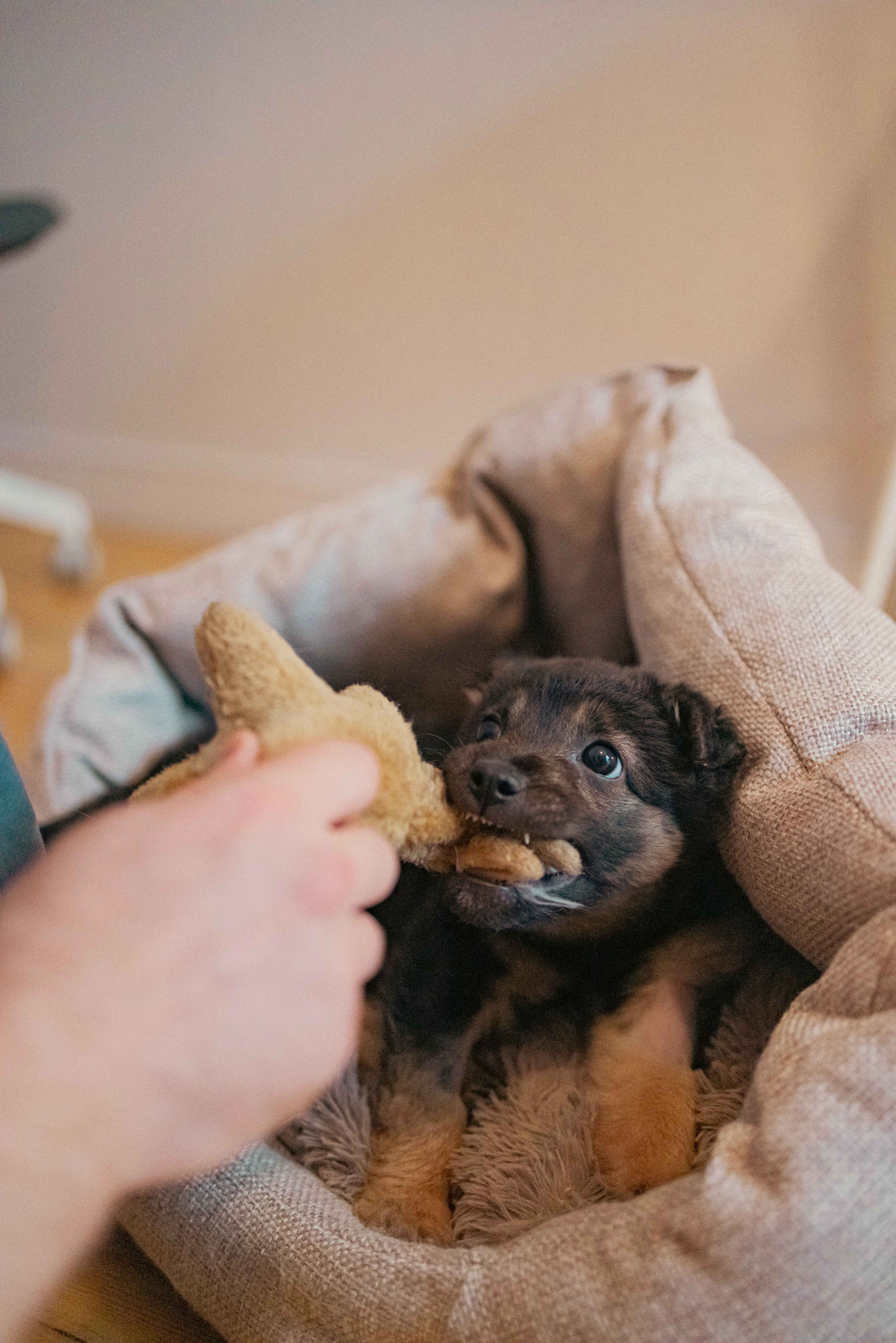 Пеппа. Фотограф-анималист в Москве Лера Черноног