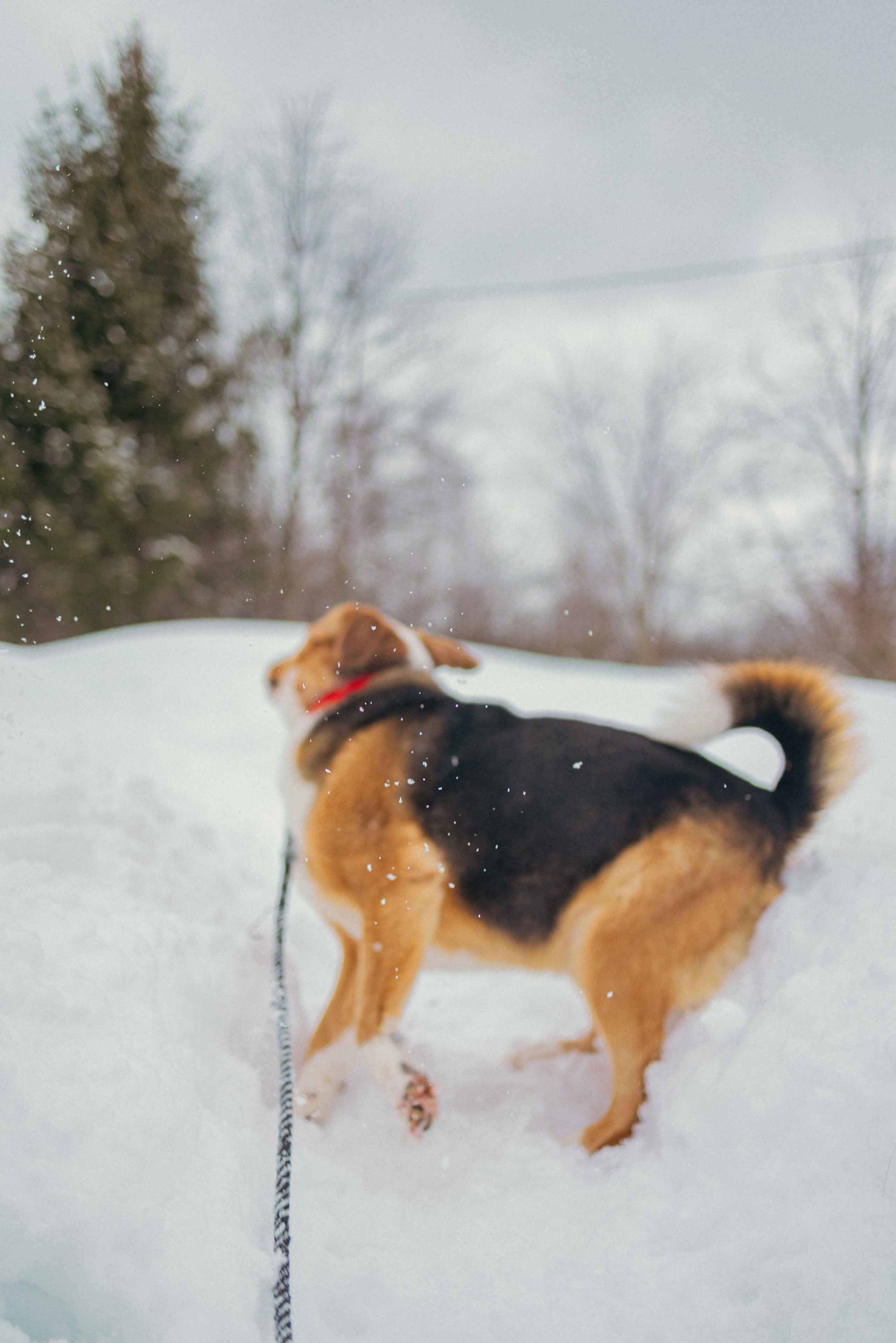 Петя. Фотограф-анималист в Москве Лера Черноног