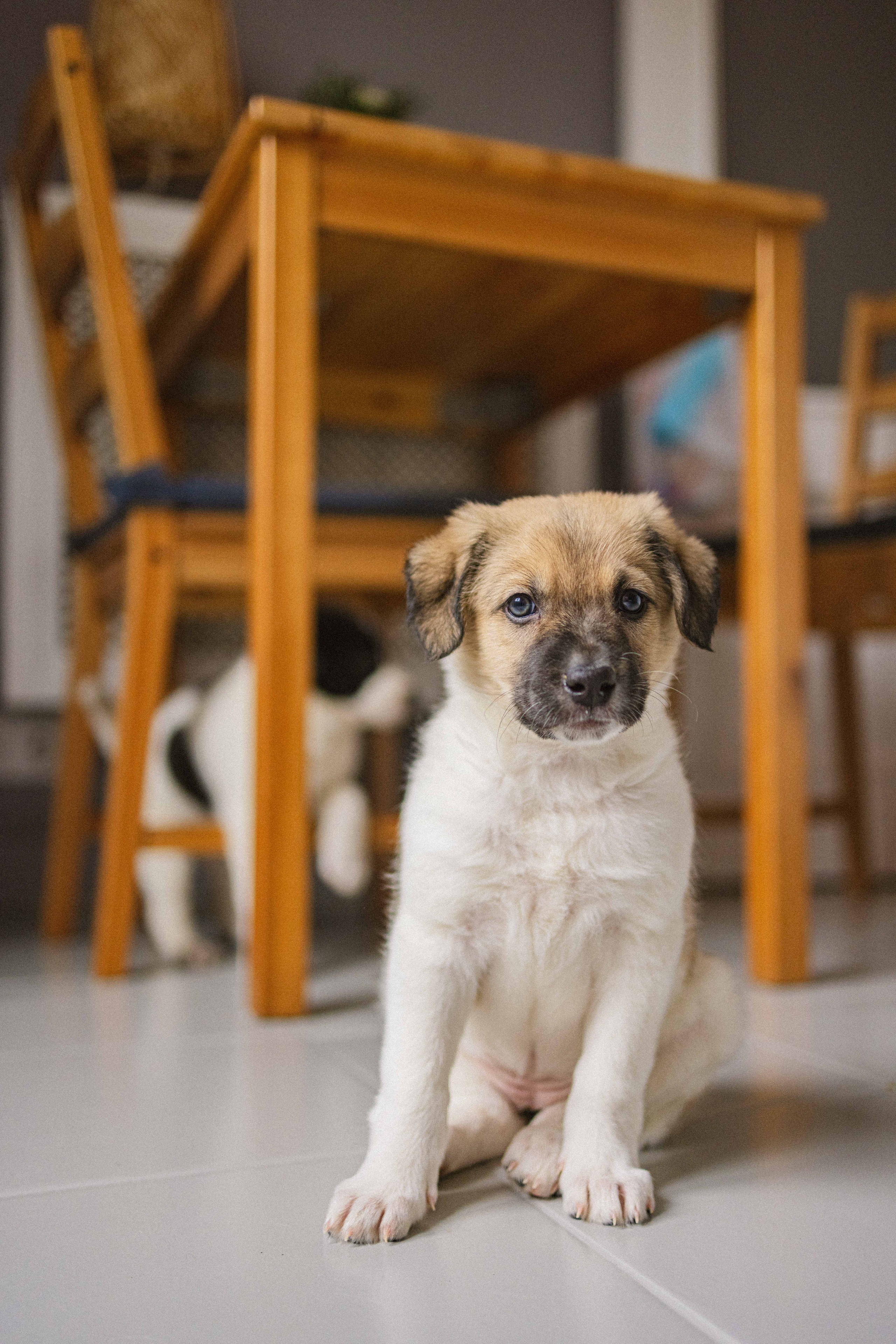 Щеночки. Фотограф-анималист в Москве Лера Черноног