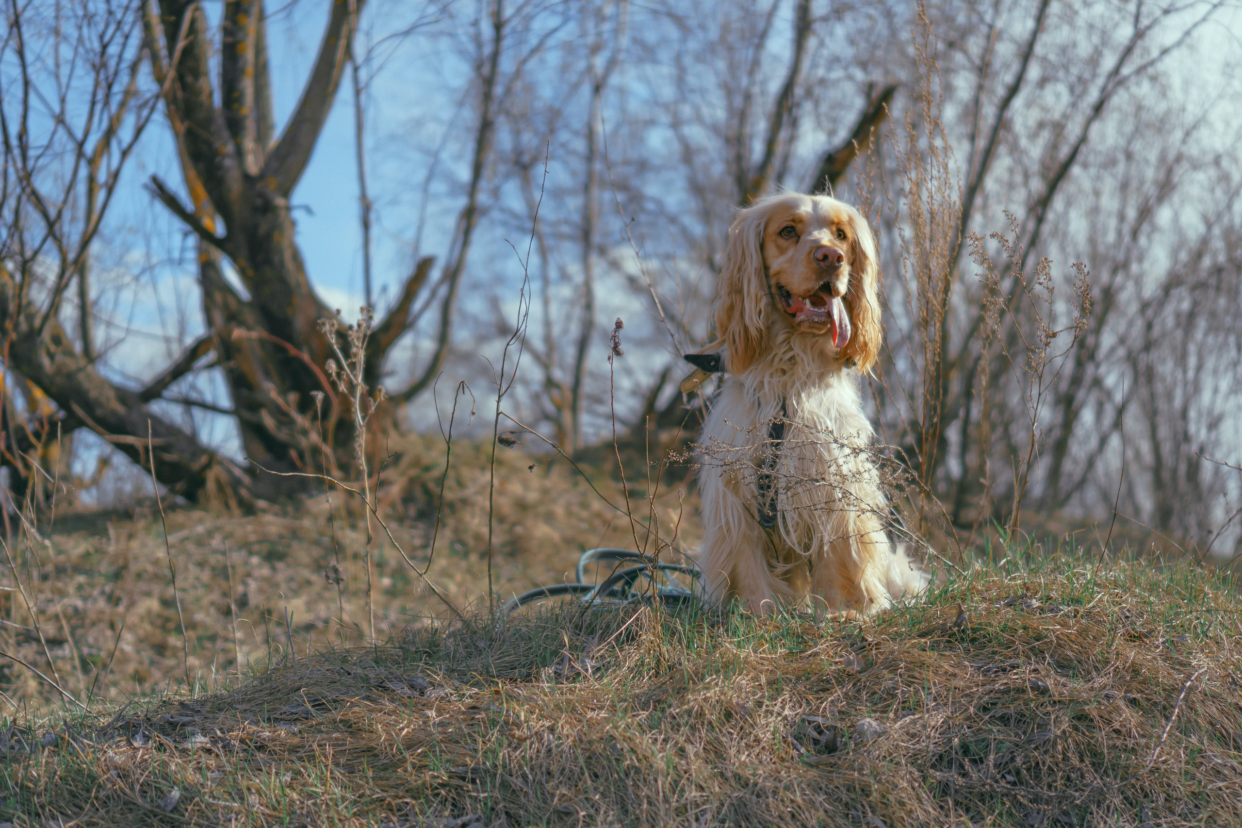 Лютик. Фотограф в Кстово и Нижнем Новгороде KOLOSOK