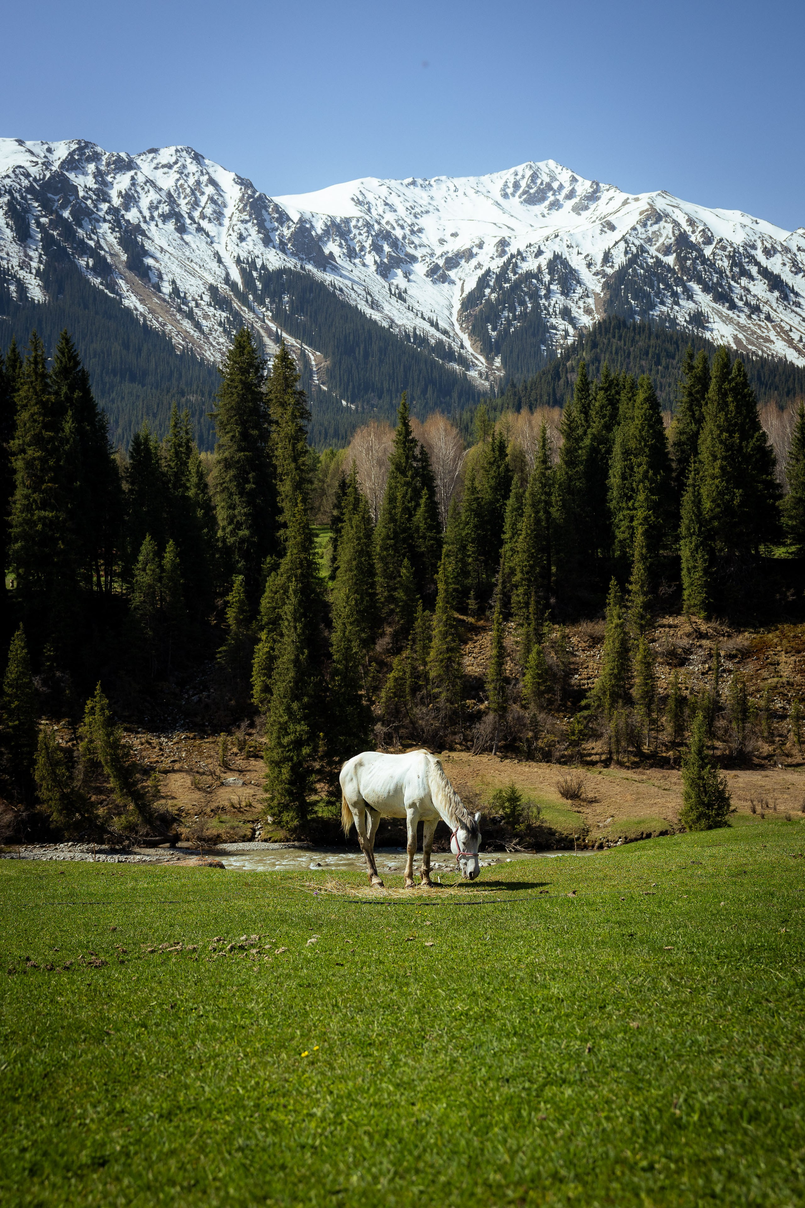 Кыргызстан (весна 2025). Фотограф Виноградов Константин