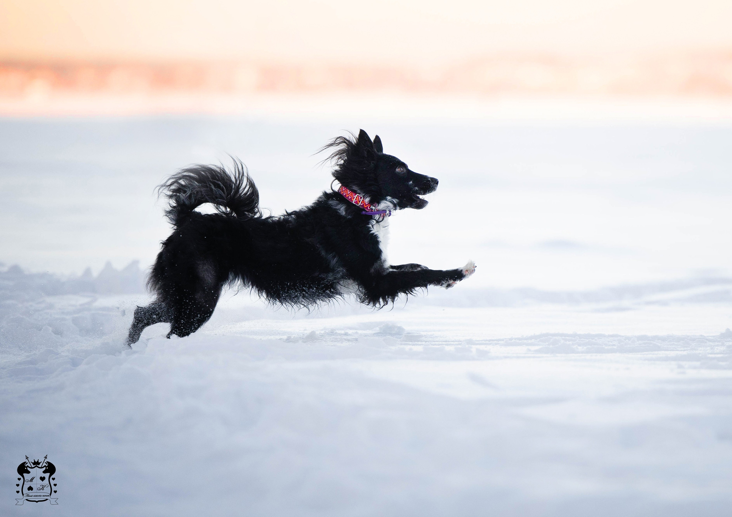 Портфолио. Фотограф-анималист в Екатеринбурге Марина Шишкина