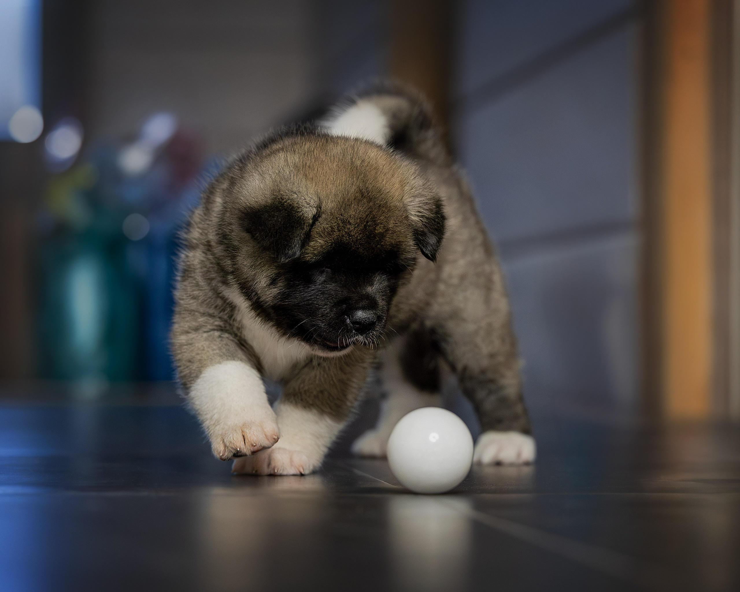 Щеночки Ам. Акиты. Главная