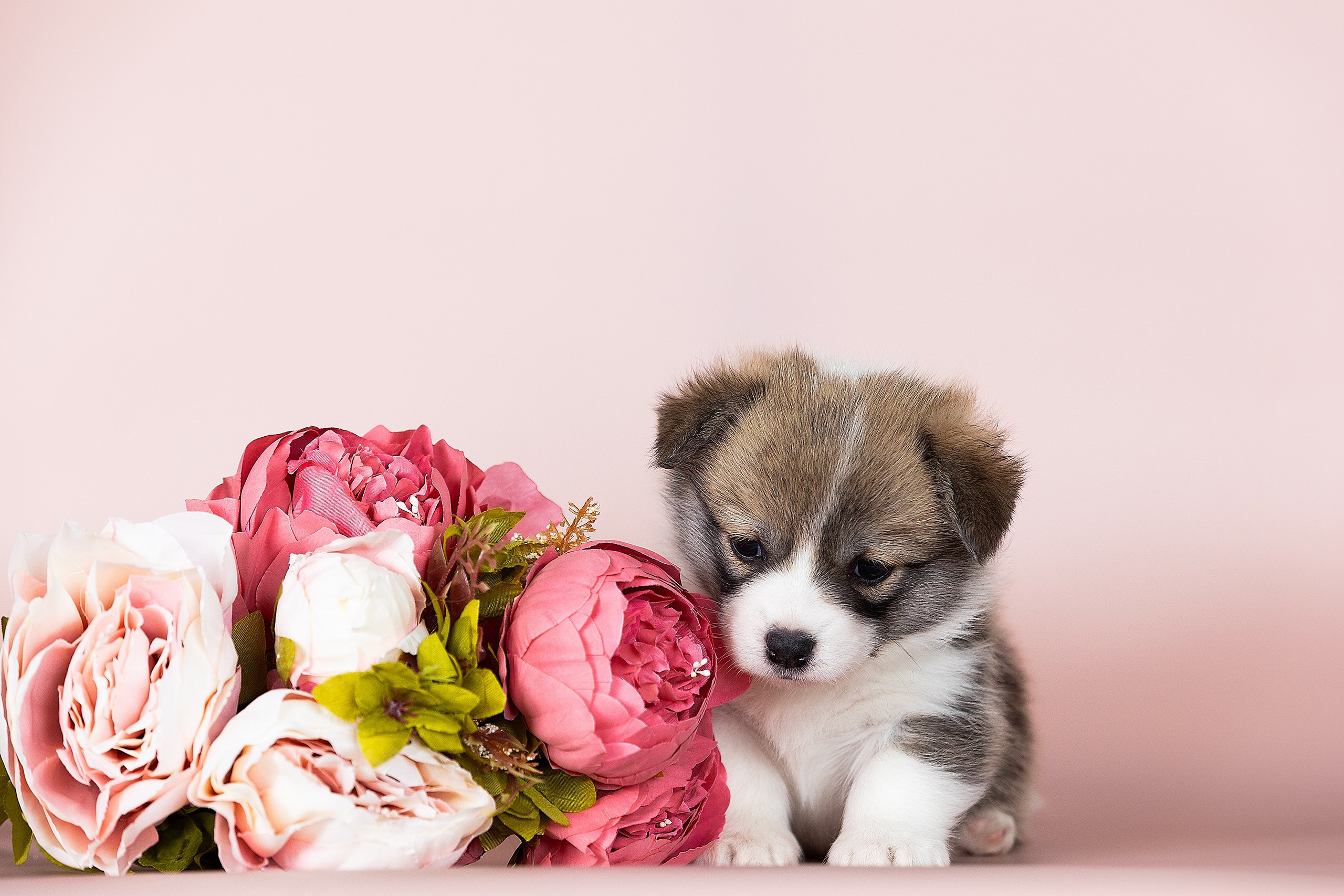 Фотосессии помётов щенков. Фотограф. Фотограф-анималист. Москва