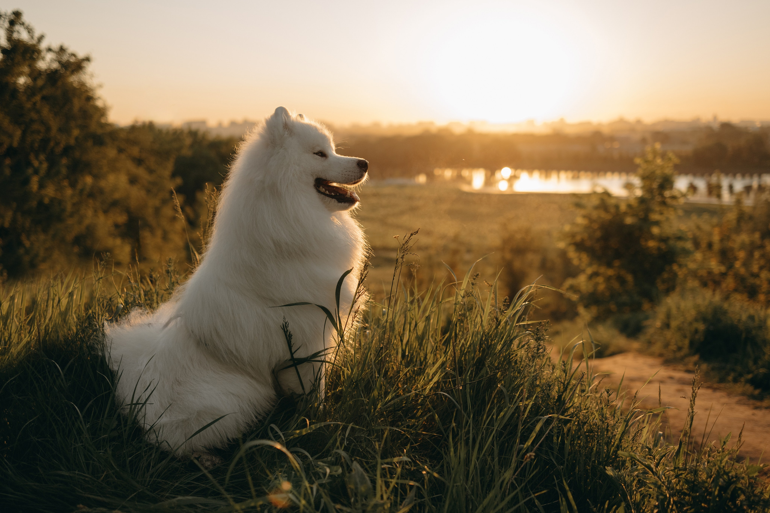 Танго и его семья. Фотограф — Анималист | Санкт-Петербург