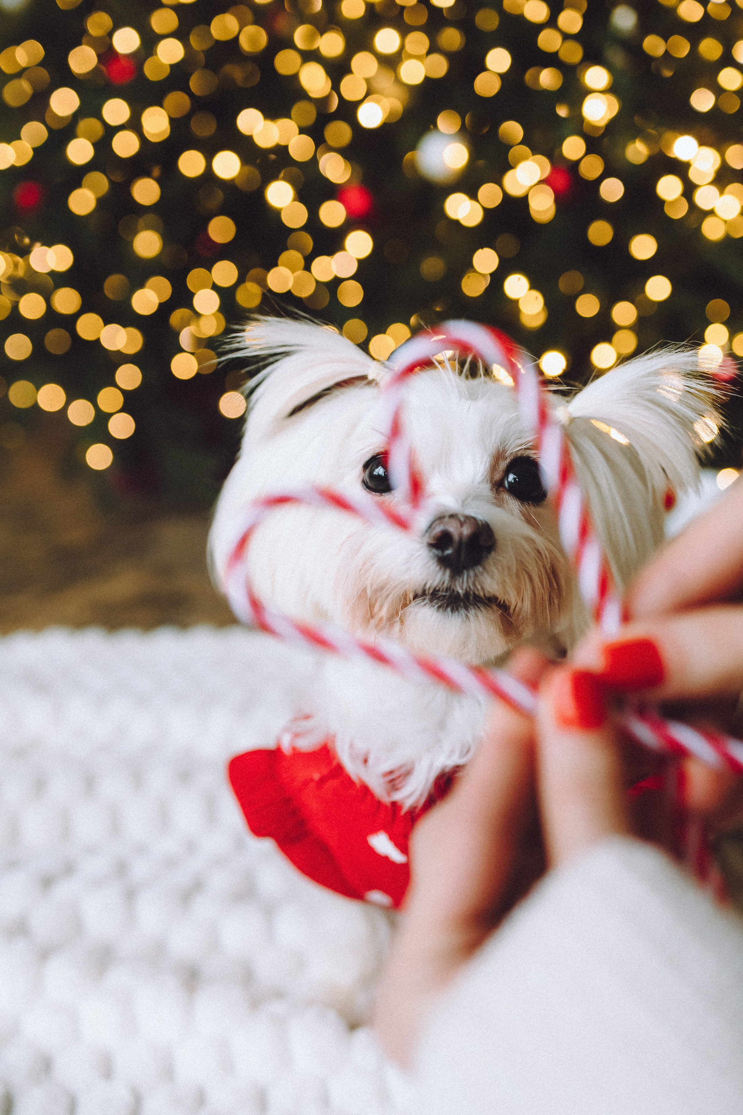 Констанция и Молли