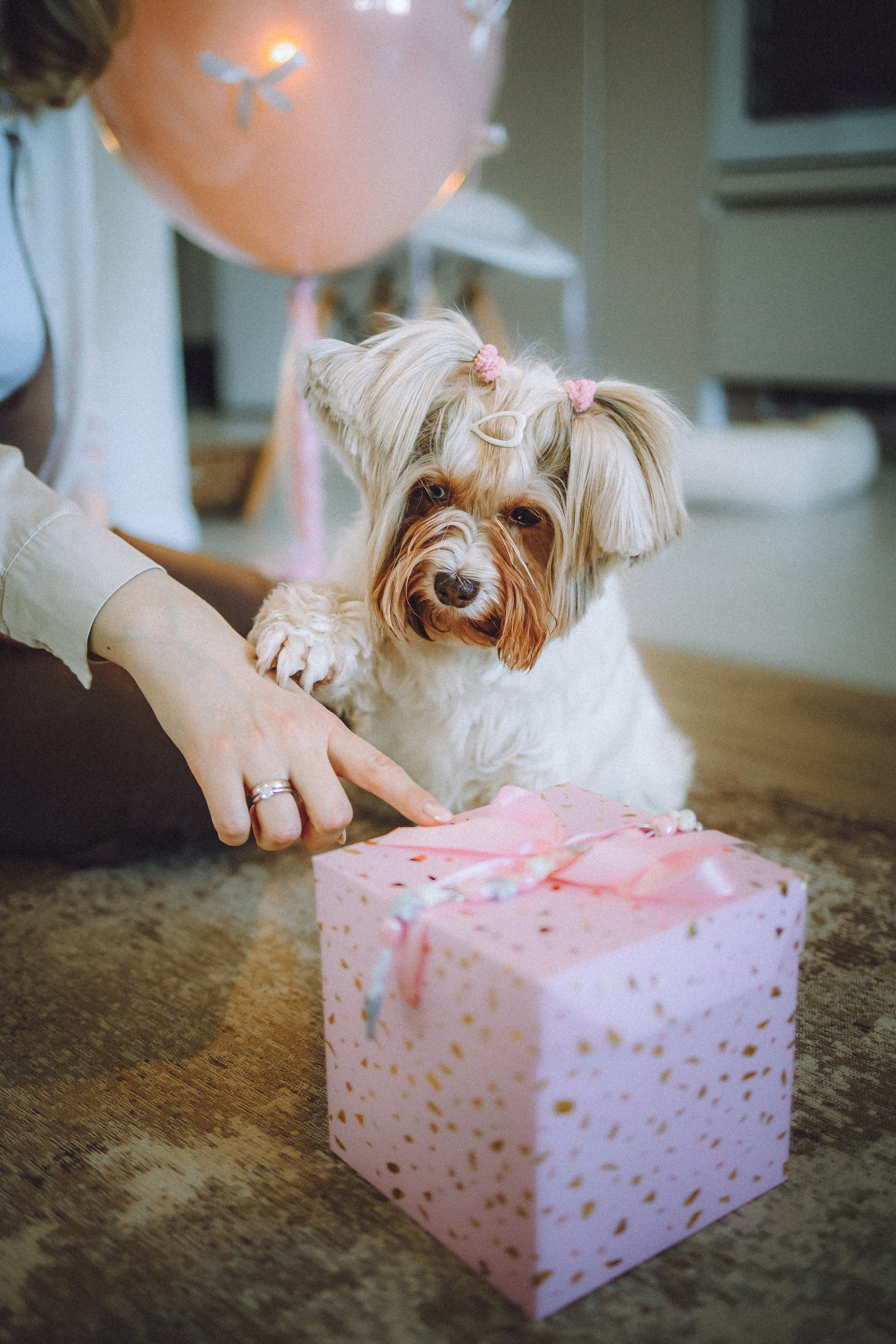 День Рождения Шу