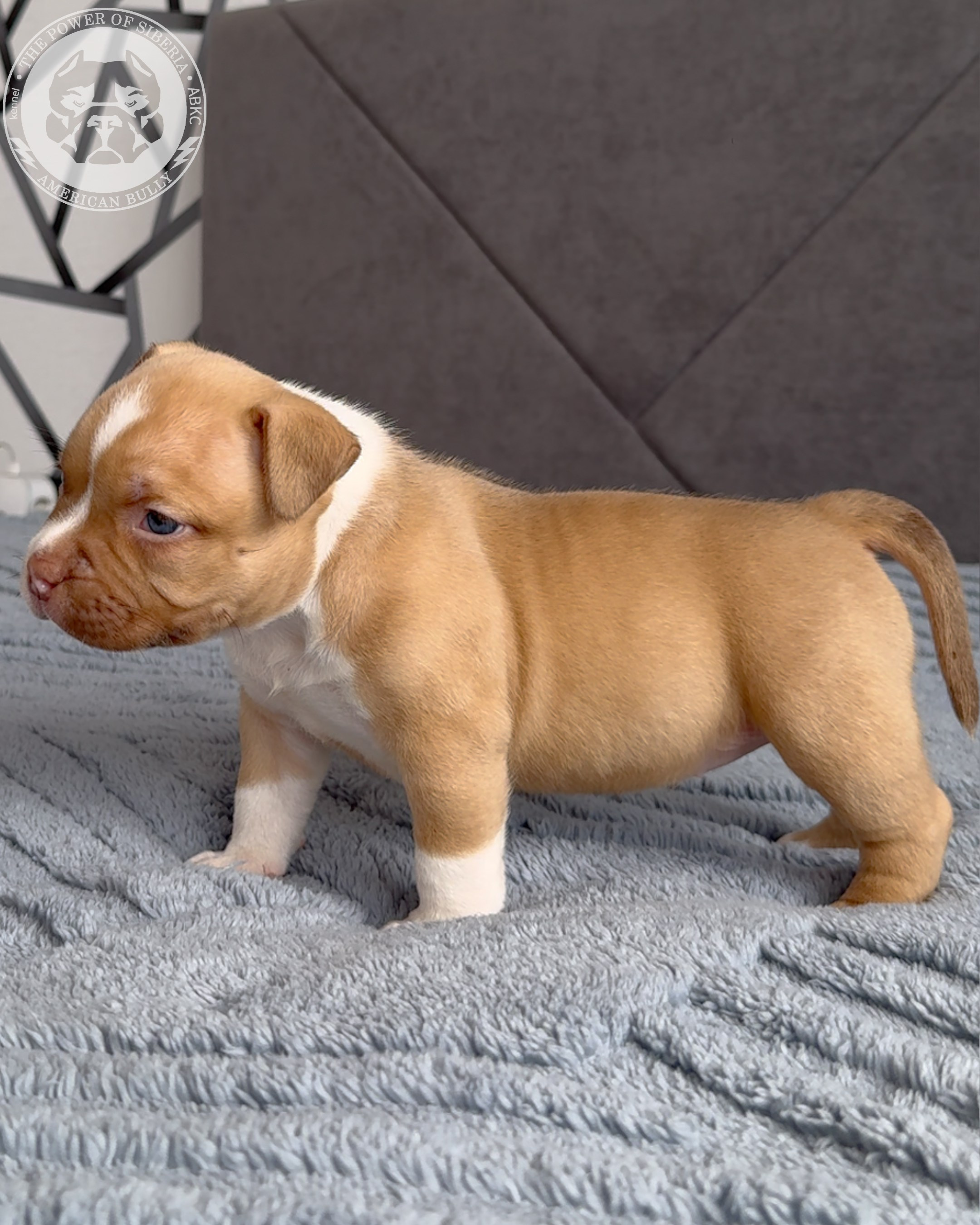 21.02.26-Мила-Турук. Американский Булли в г. Ростов-на-Дону. Питомник THE POWER OF SIBERIA